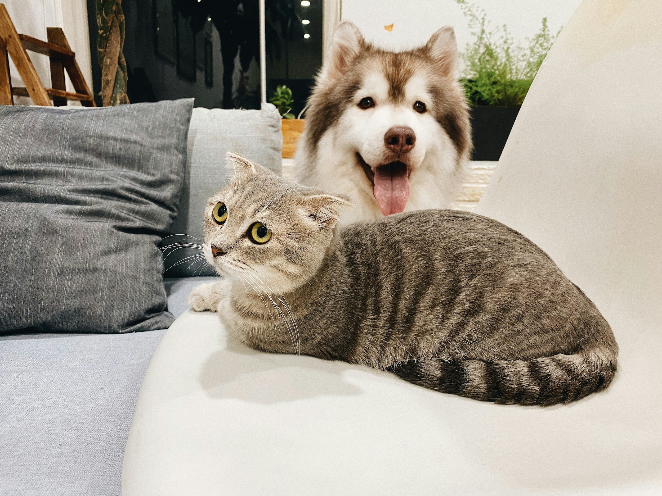A gray tabby cat with yellow eyes lying on a white couch, with gray pillows nearby. Behind the cat, a happy husky dog with a fluffy coat, white and brown fur, and tongue out is looking toward the camera. In the background, there is a window with plants and some indoor decor.