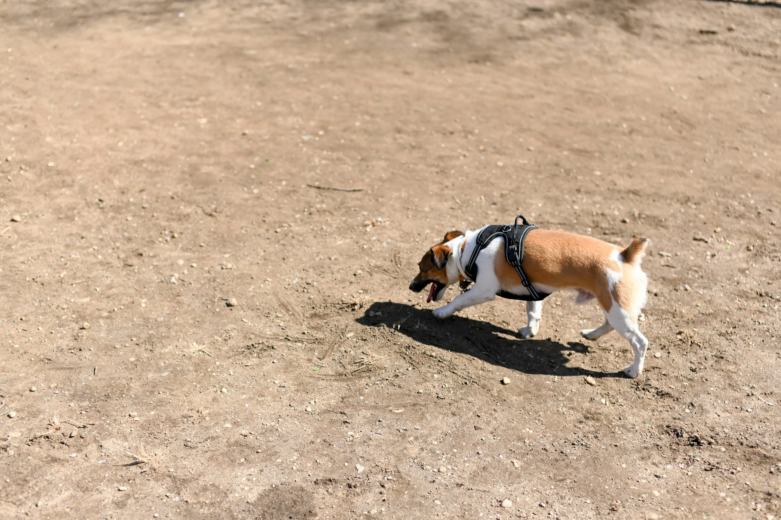 A small brown and white dog wearing a harness digging in dry dirt on a sunny day.