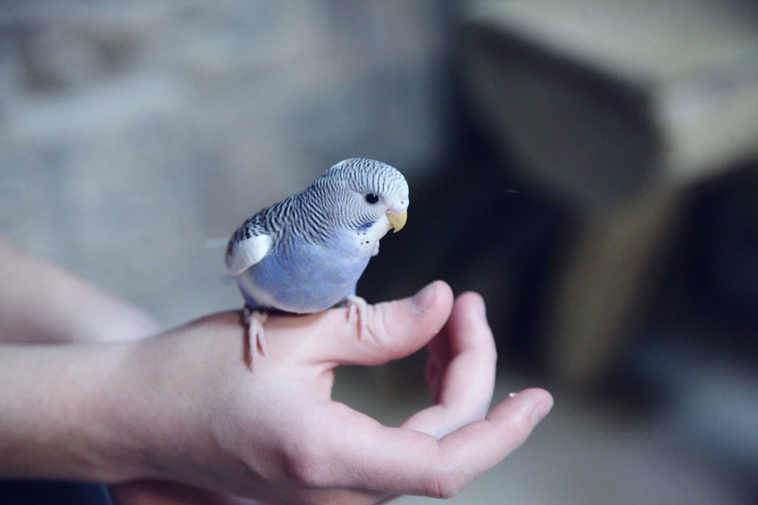 A small blue and white budgie perched on a person's finger, with a blurred background.