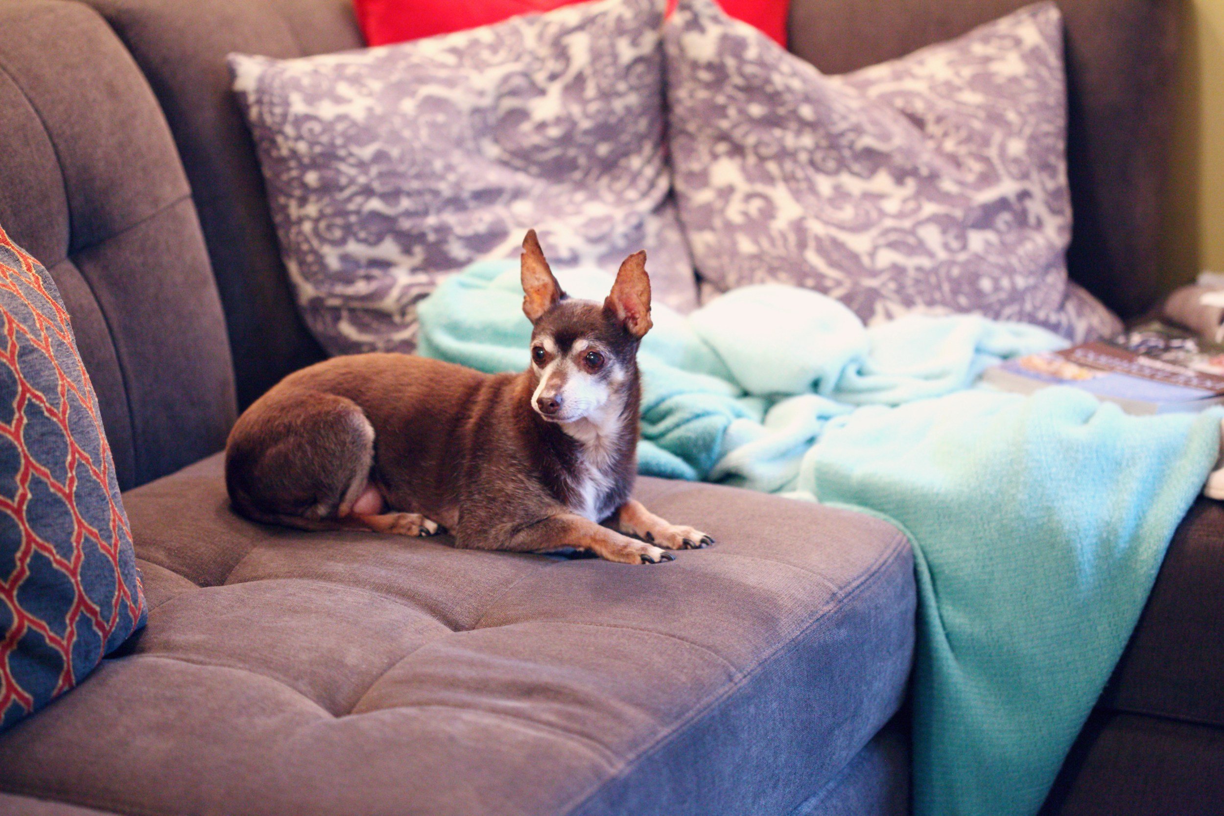 Small dog with large ears lying on a gray couch with patterned pillows and a light blanket.