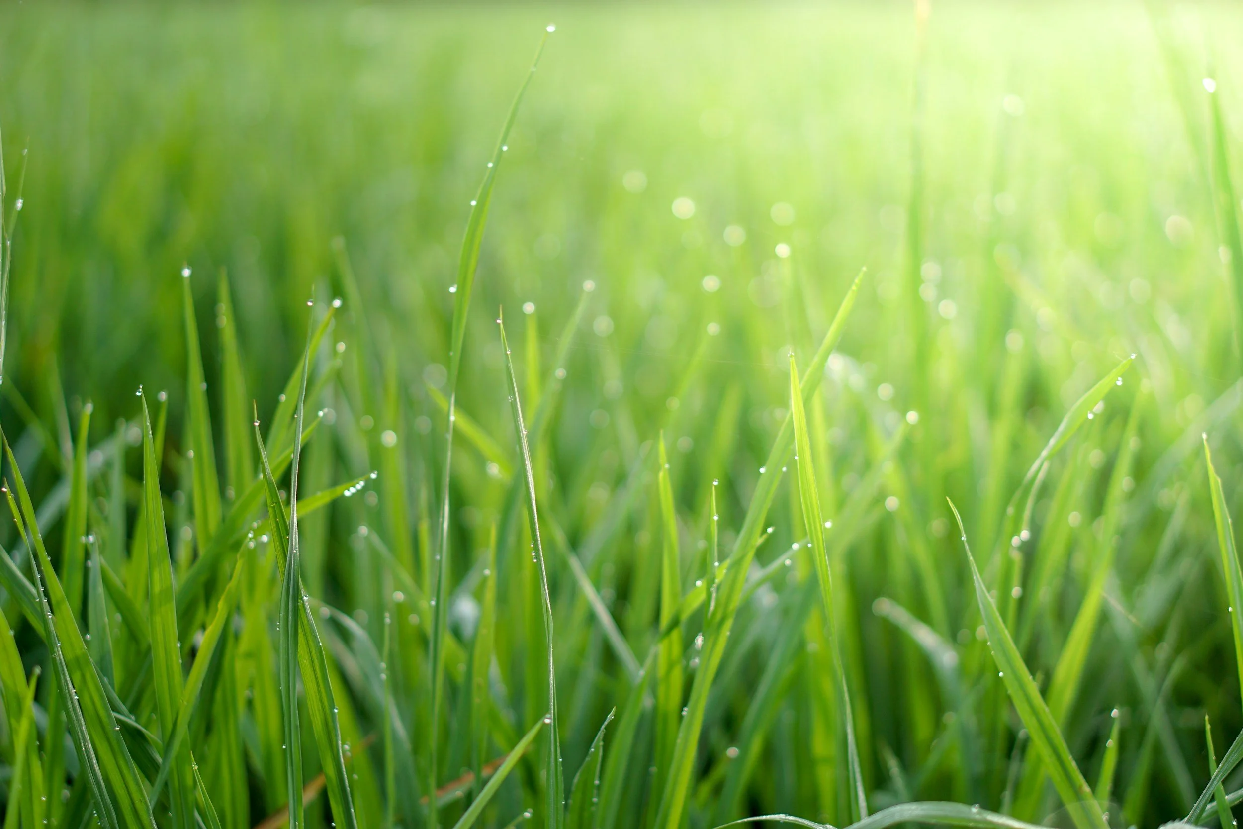 Close-up view of fresh green grass with dew drops on blades in sunlight.