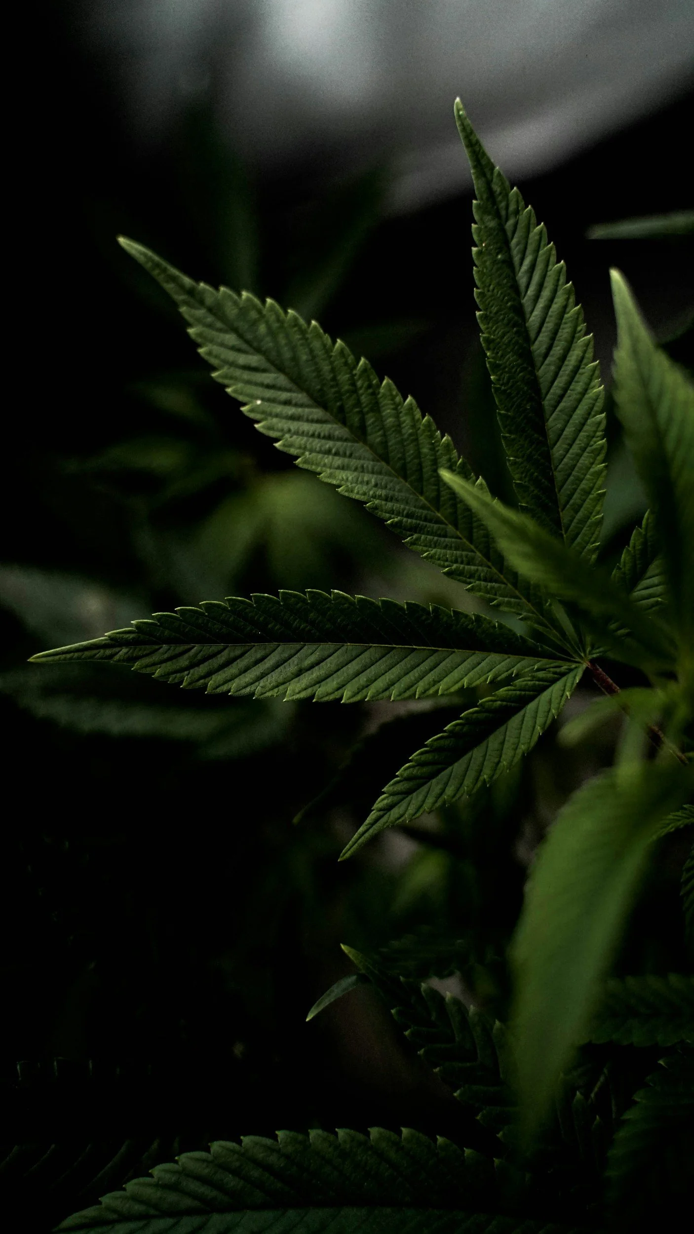 Close-up of green cannabis leaves with serrated edges and prominent veins, dark background.