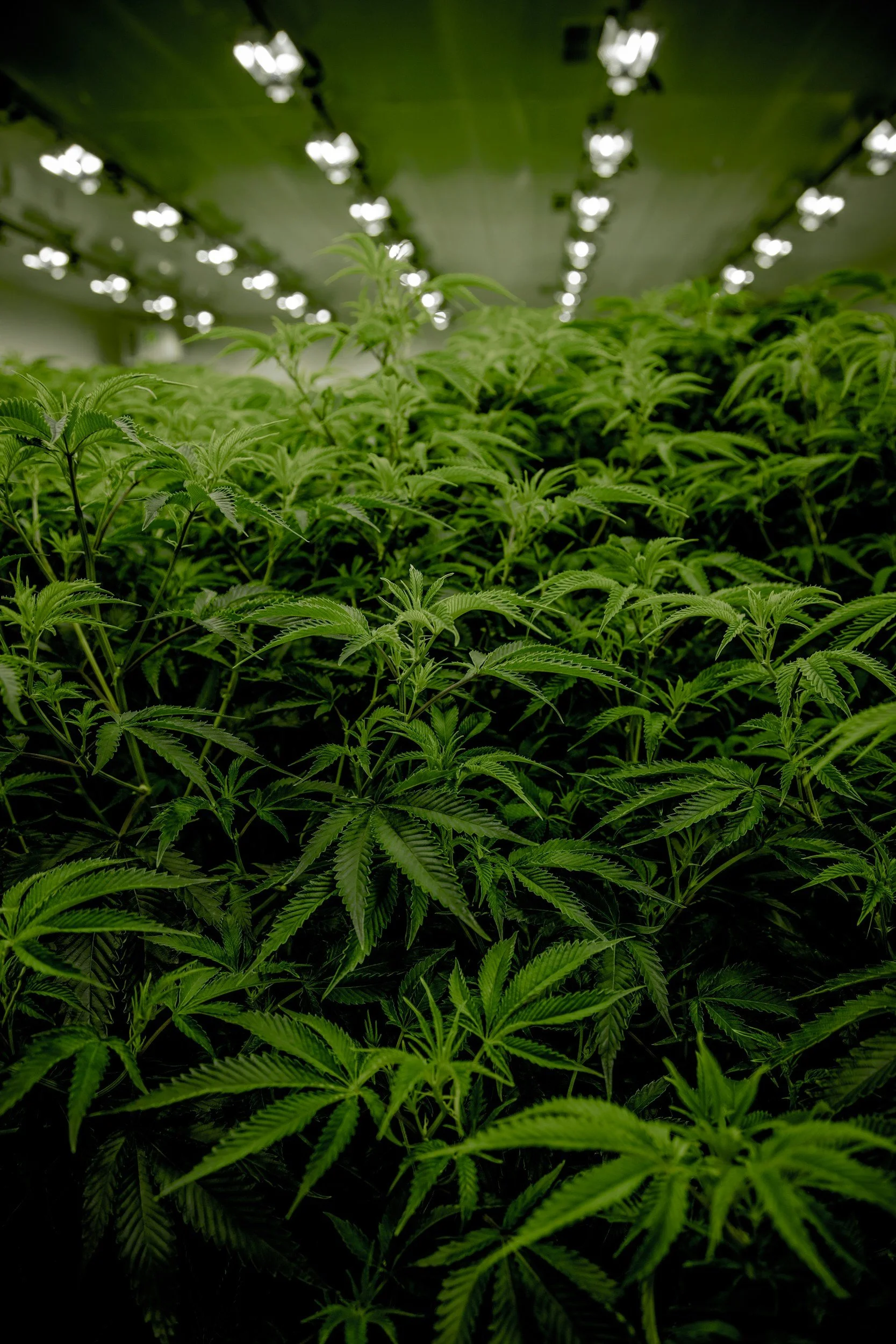 Indoor cannabis cultivation with numerous green cannabis plants under bright artificial grow lights.