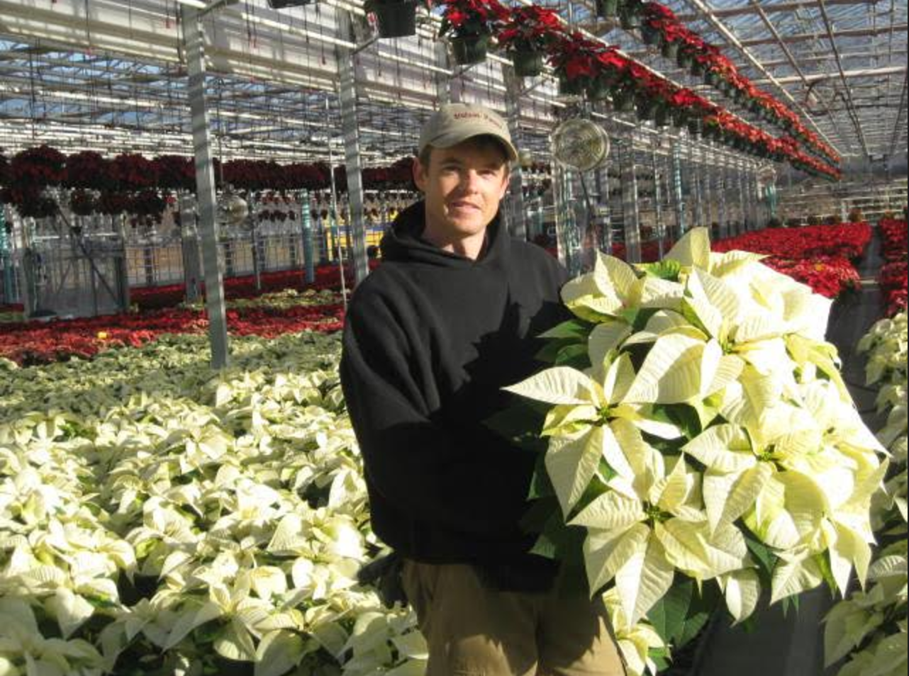 Ryan Douglas standing inside a greenhouse holding a large white poinsettia plant.