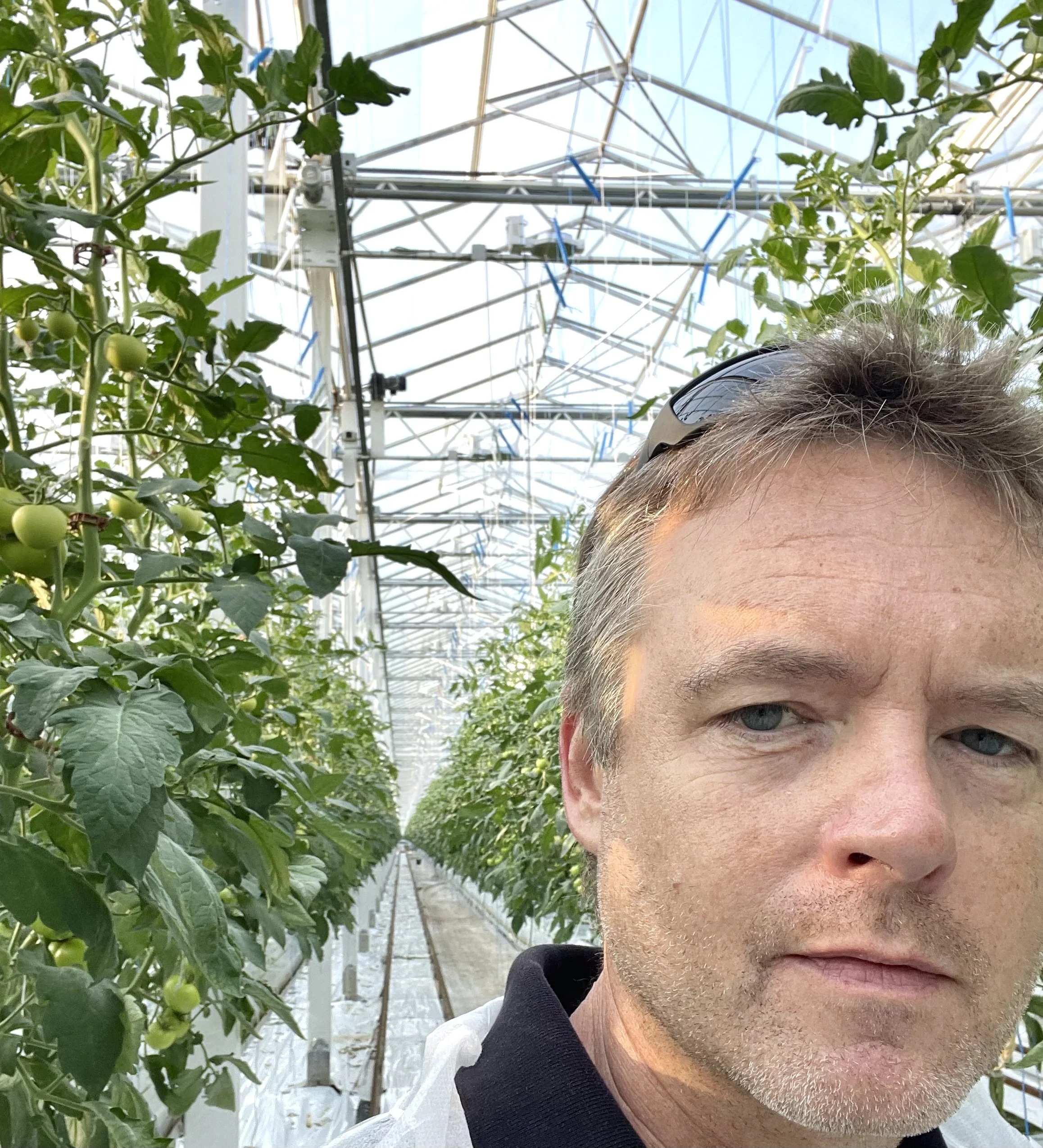 Ryan Douglas in a black collared shirt taking a selfie inside a greenhouse with rows of tomato plants and a glass roof.