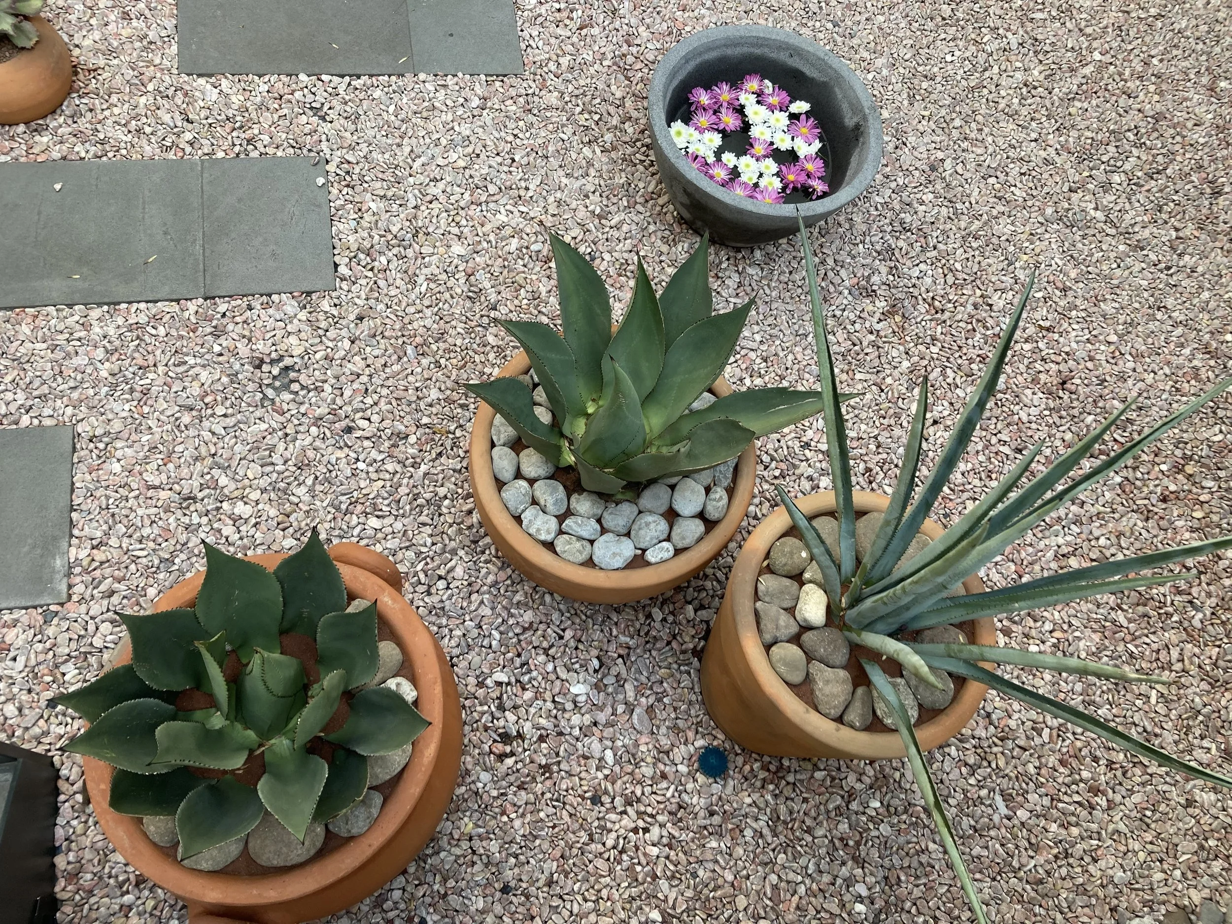 Patio Garden with native plants