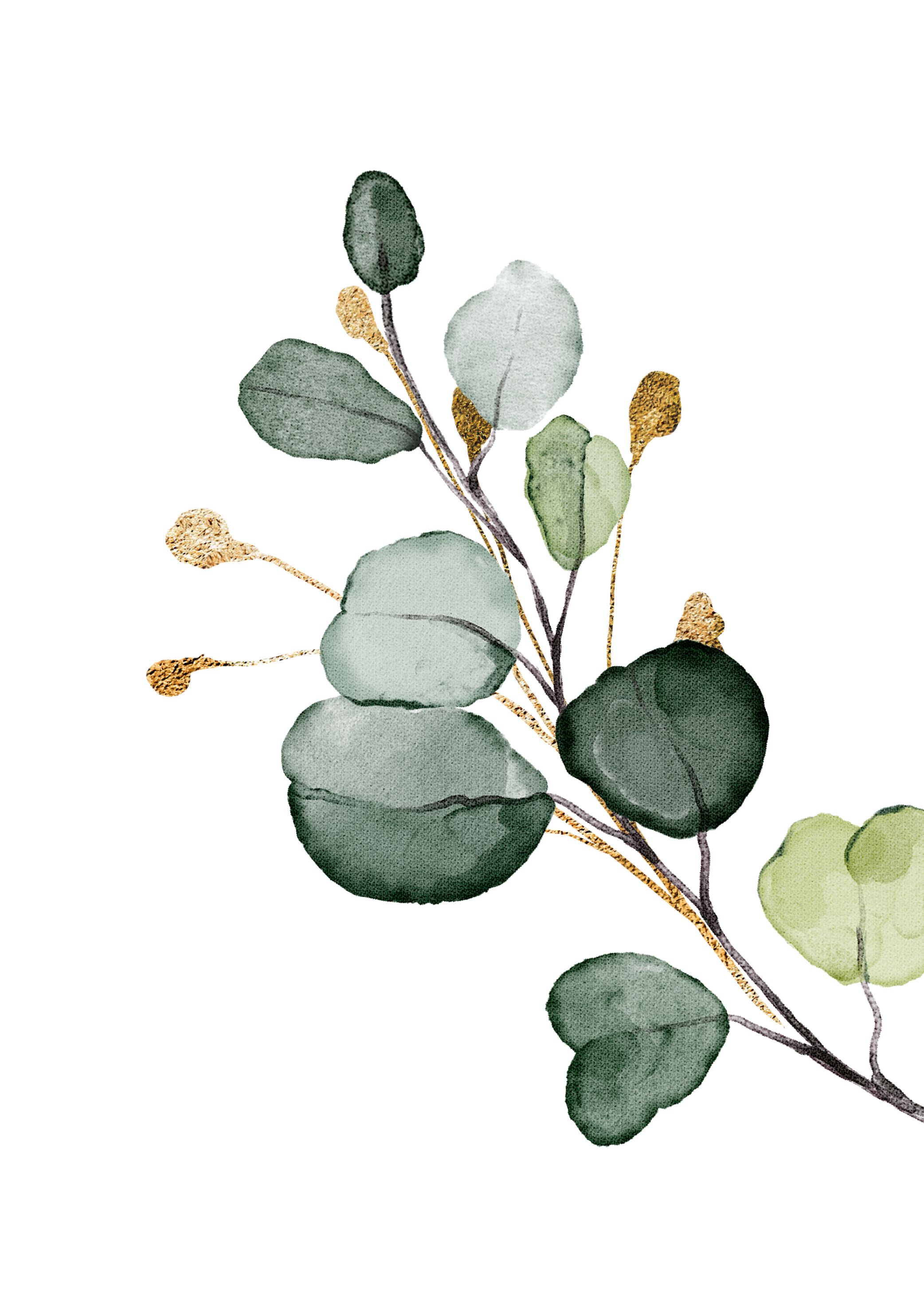 Watercolor illustration of a eucalyptus branch with green and grayish-green leaves and small rounded seed pods.
