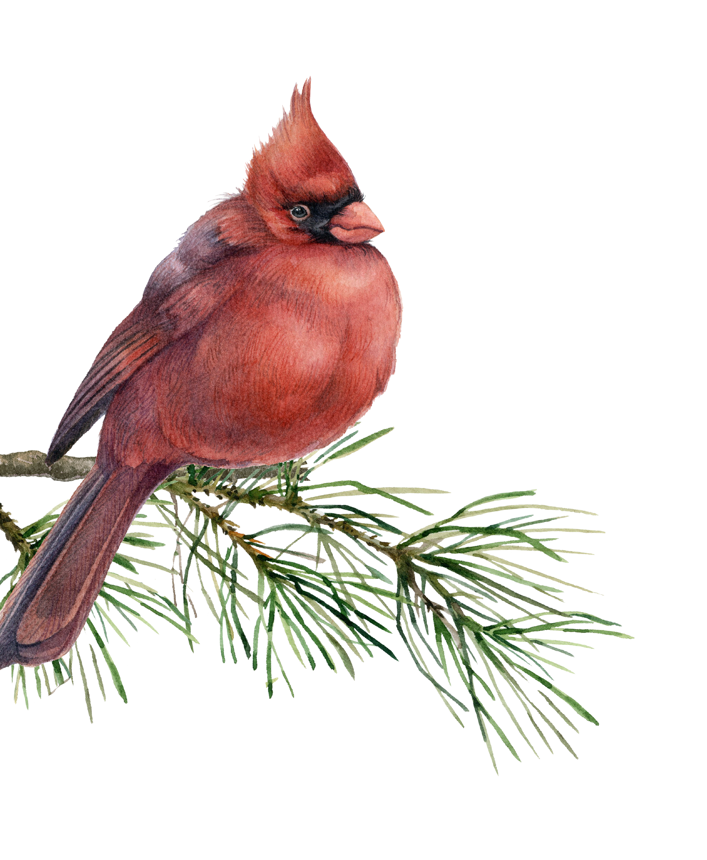 Red cardinal bird perched on pine tree branch.