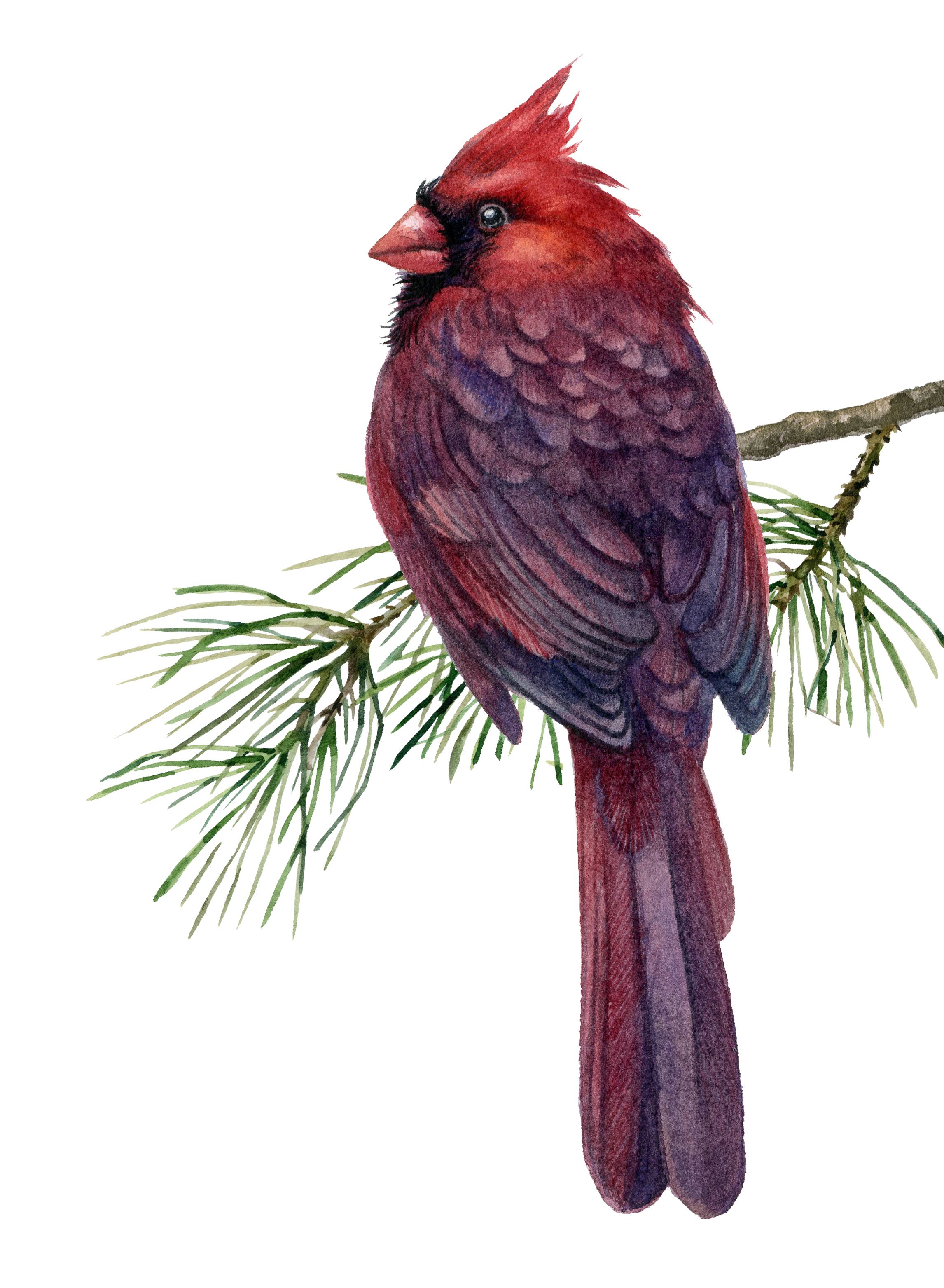 A detailed illustration of a red cardinal bird perched on a pine branch.