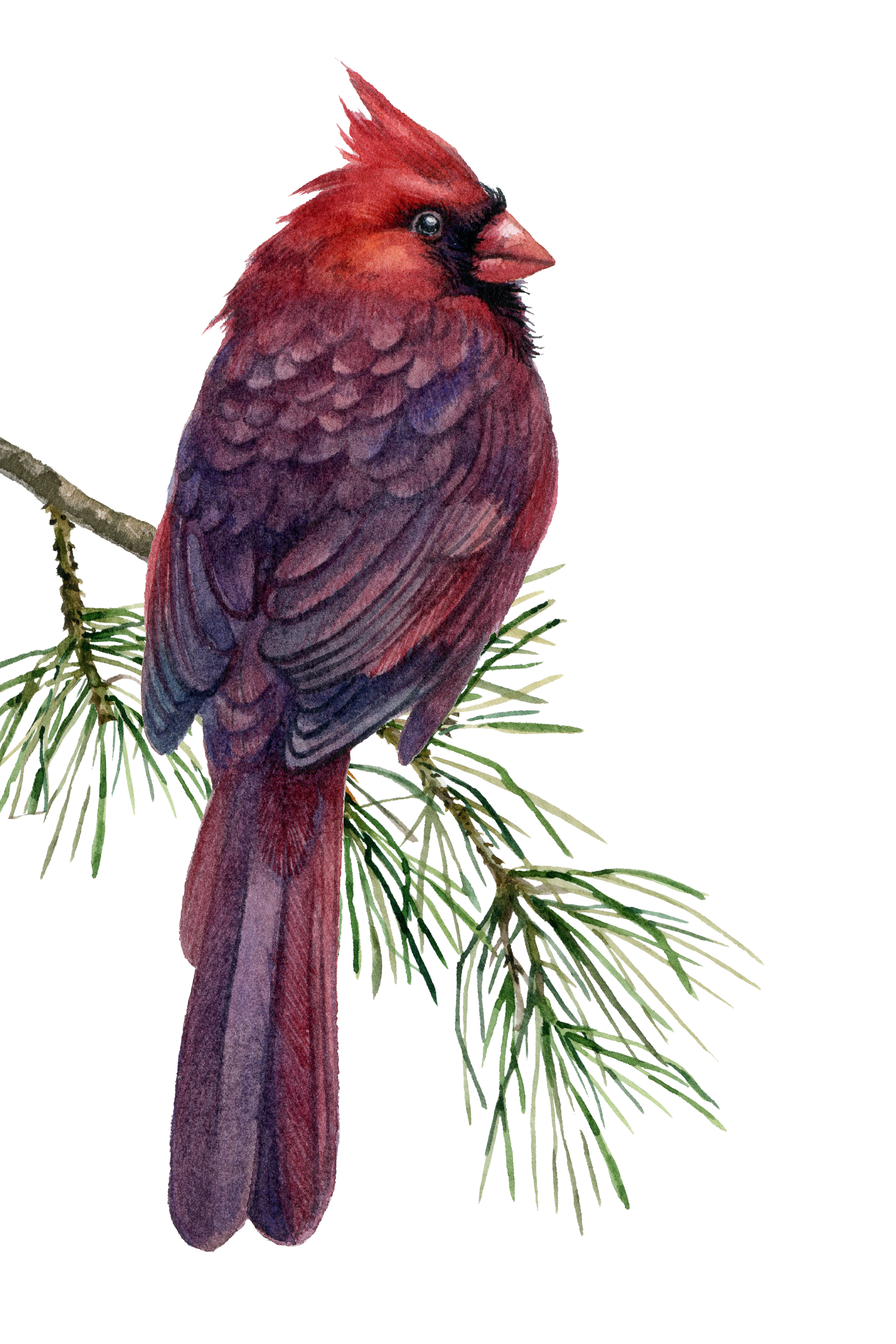 A detailed illustration of a red cardinal perched on a pine branch.