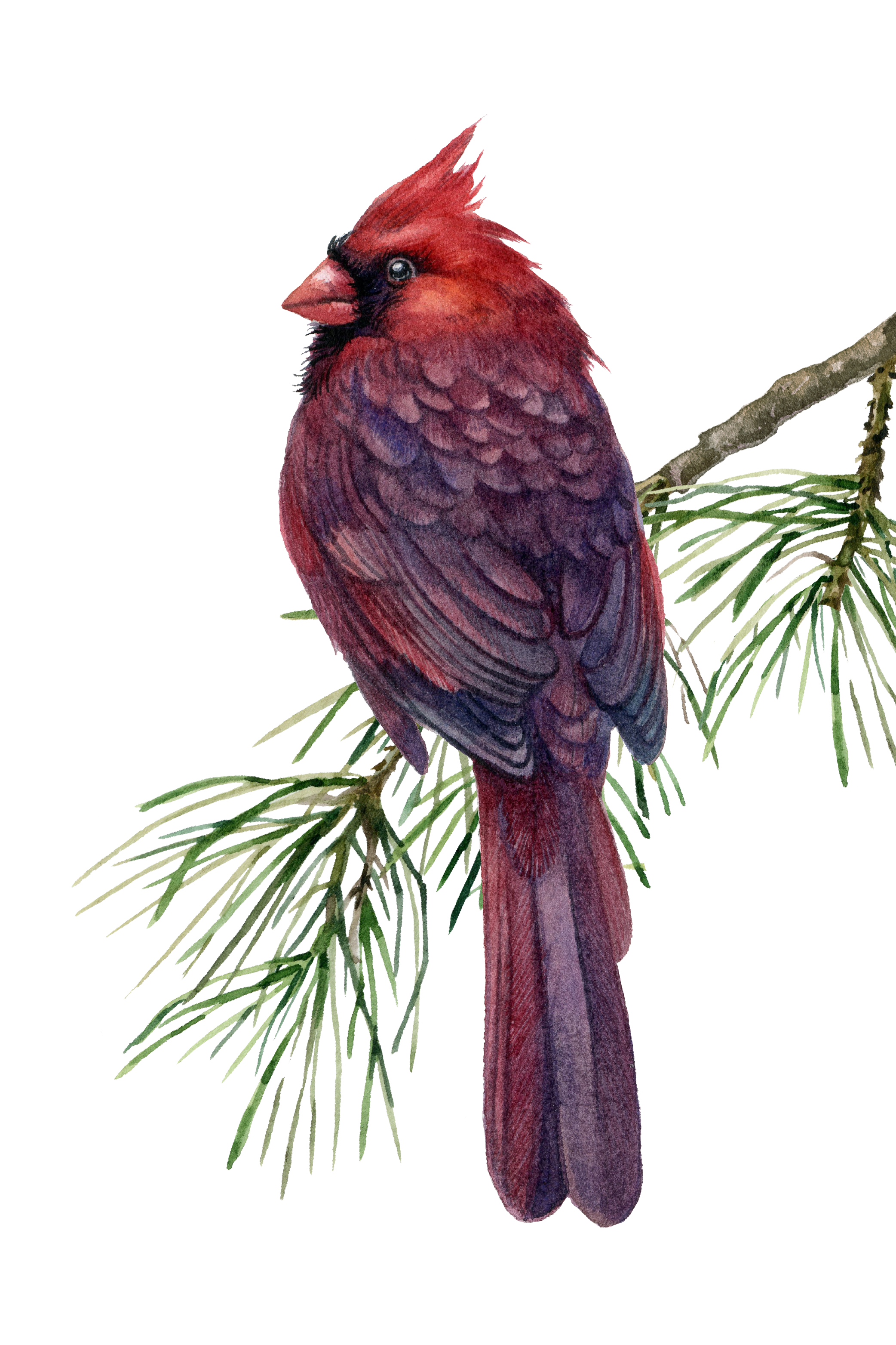 Colorful illustration of a cardinal bird sitting on a pine tree branch.