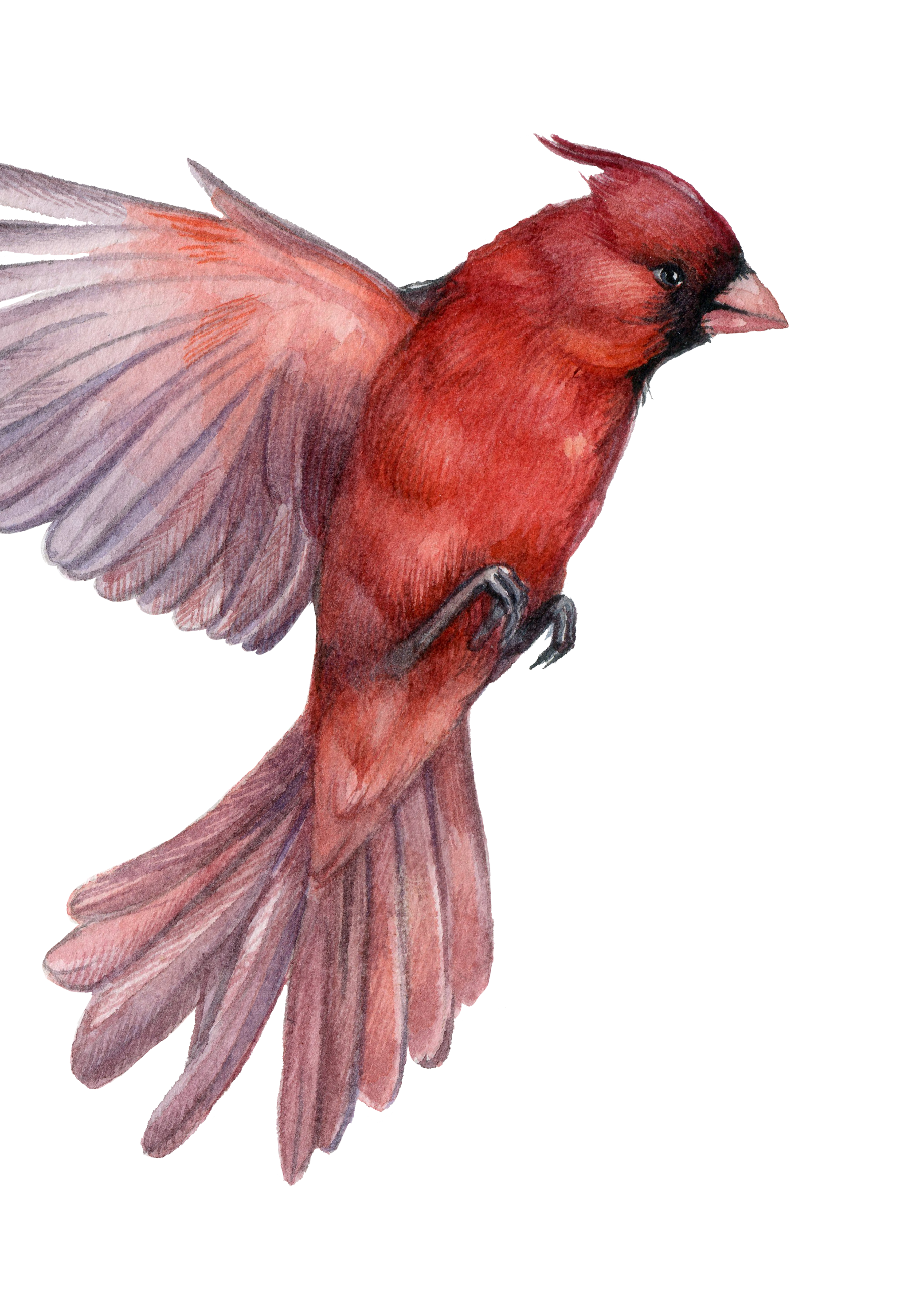 Illustration of a red-and-brown bird with its wings spread and head turned to the side.
