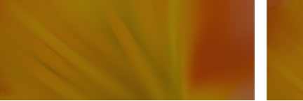 Close-up of a yellow flower with orange accents.