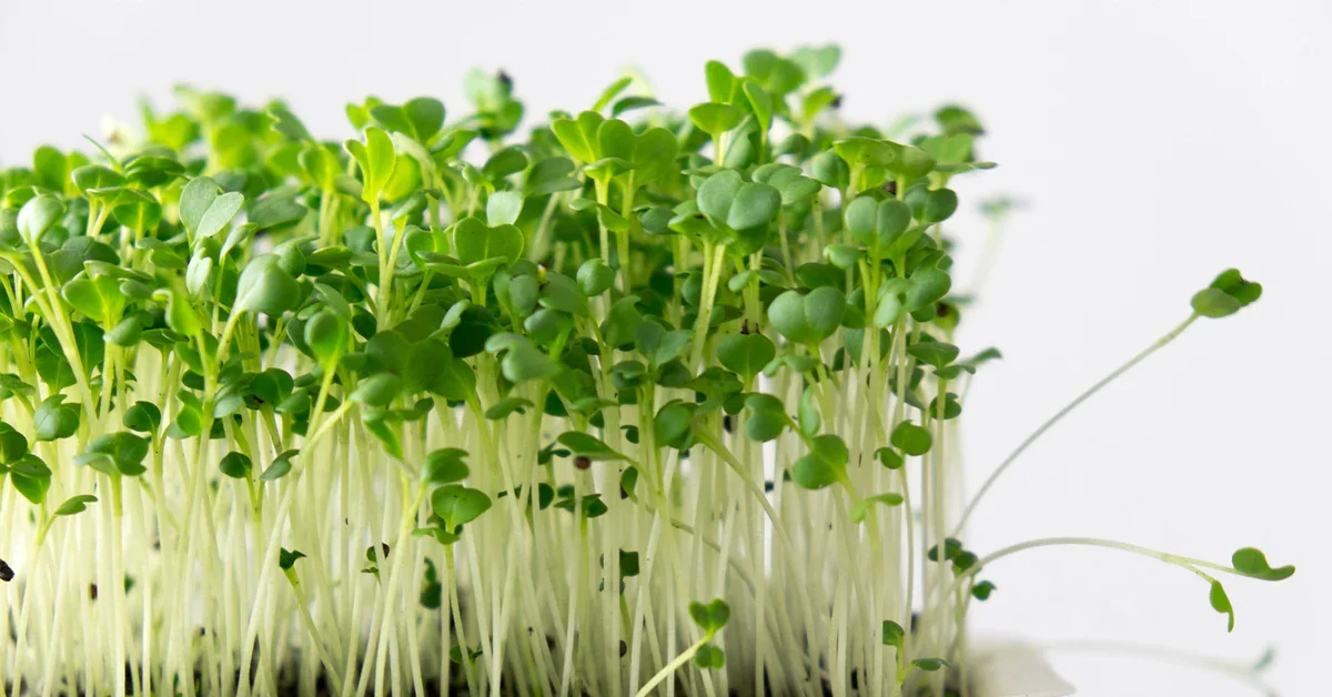 Broccoli Micro Greens