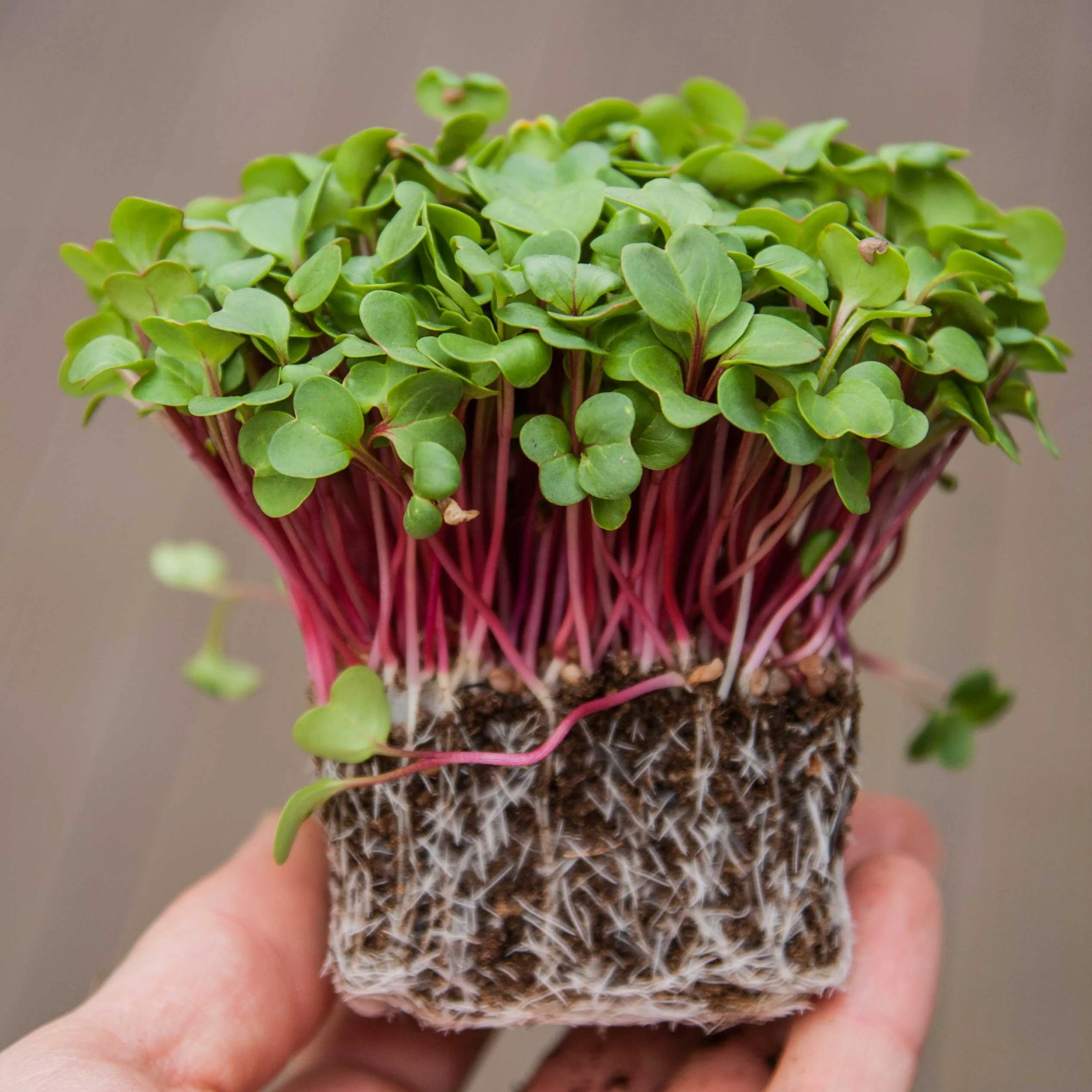Radish Micro Greens