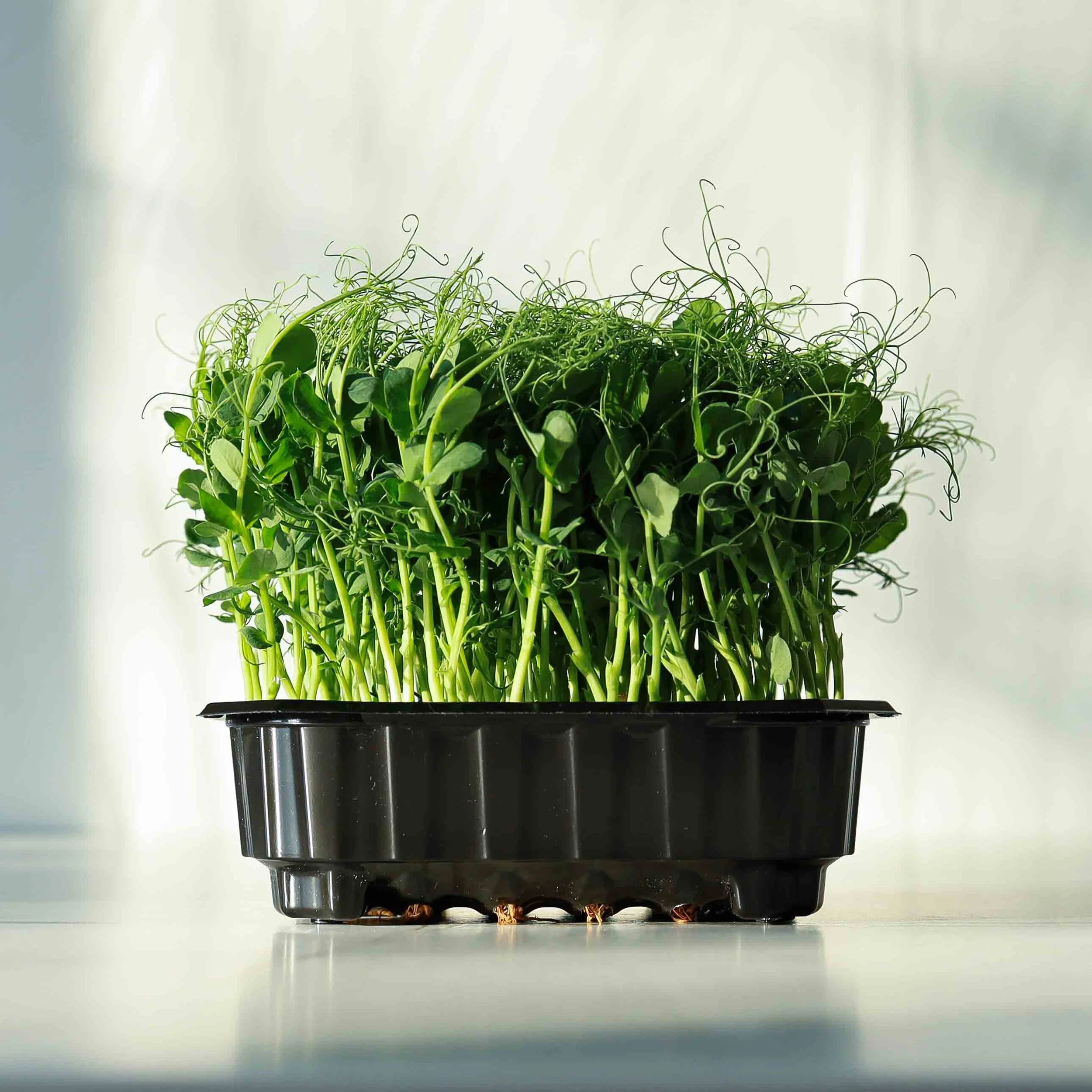 Pea Shoots Mirco Greens