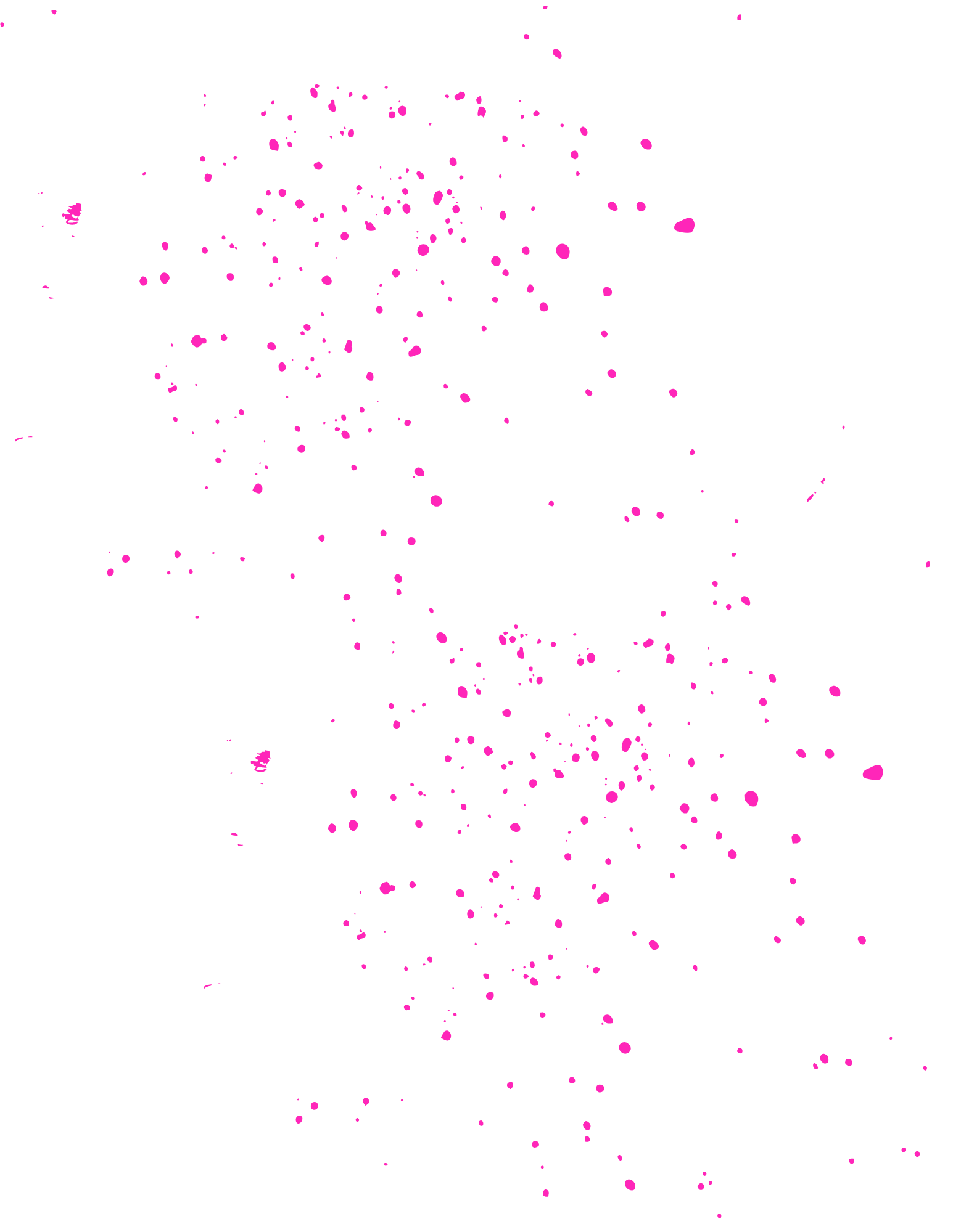 Pink and purple fireworks exploding in a black night sky.
