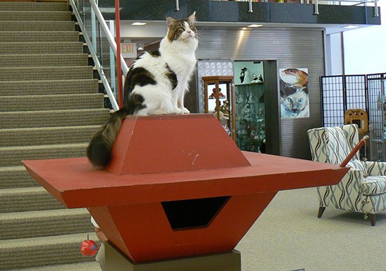 FrankLloydWrightCatHouse1.jpg