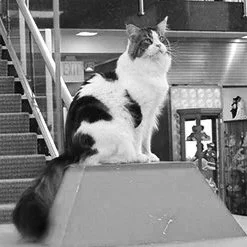 CAT HOUSE