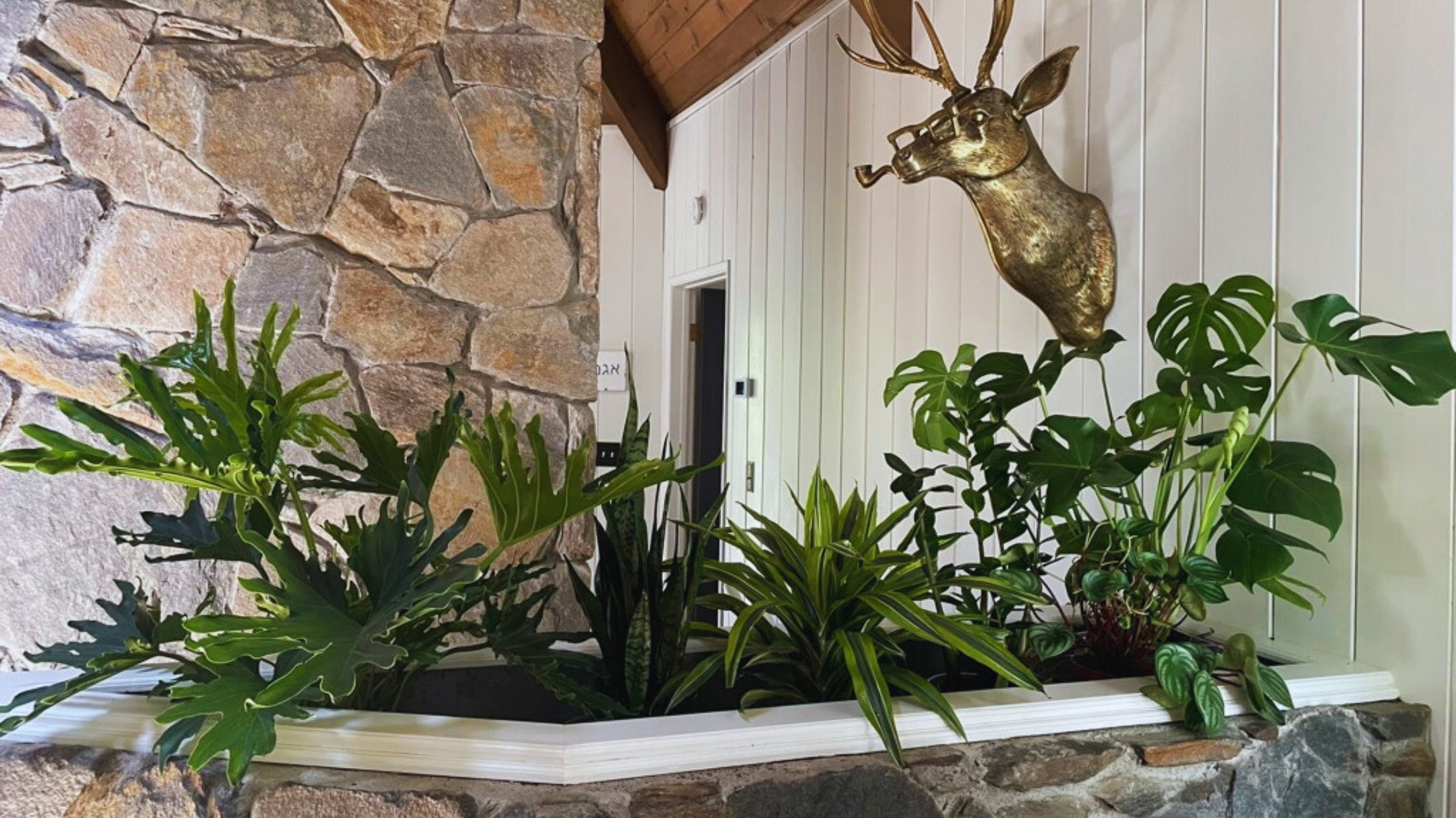 7 Reasons Why You Need Live Plants in Your Vacation Rentals