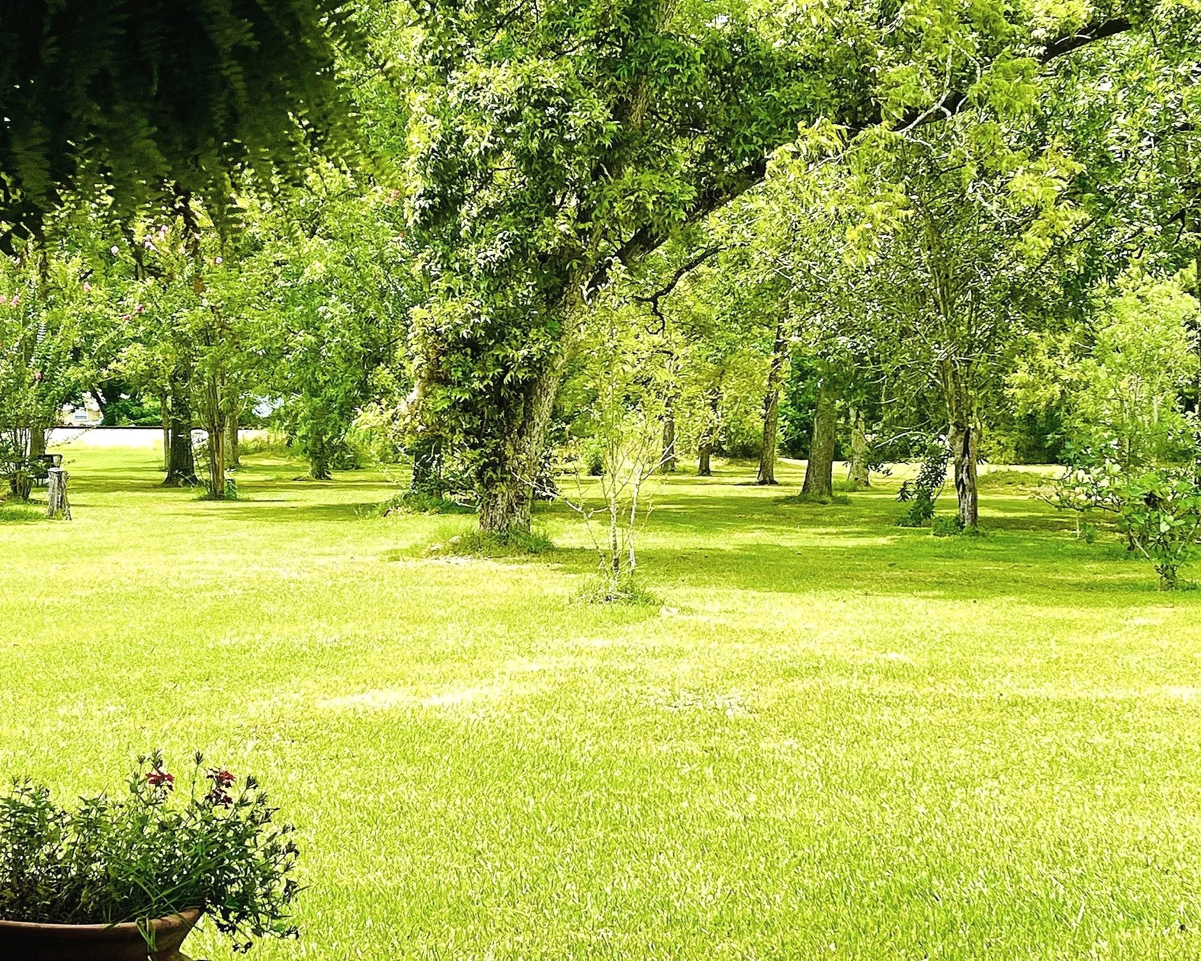 Bright green grassy yard with numerous trees and some benches in the background, viewed from a patio or window.