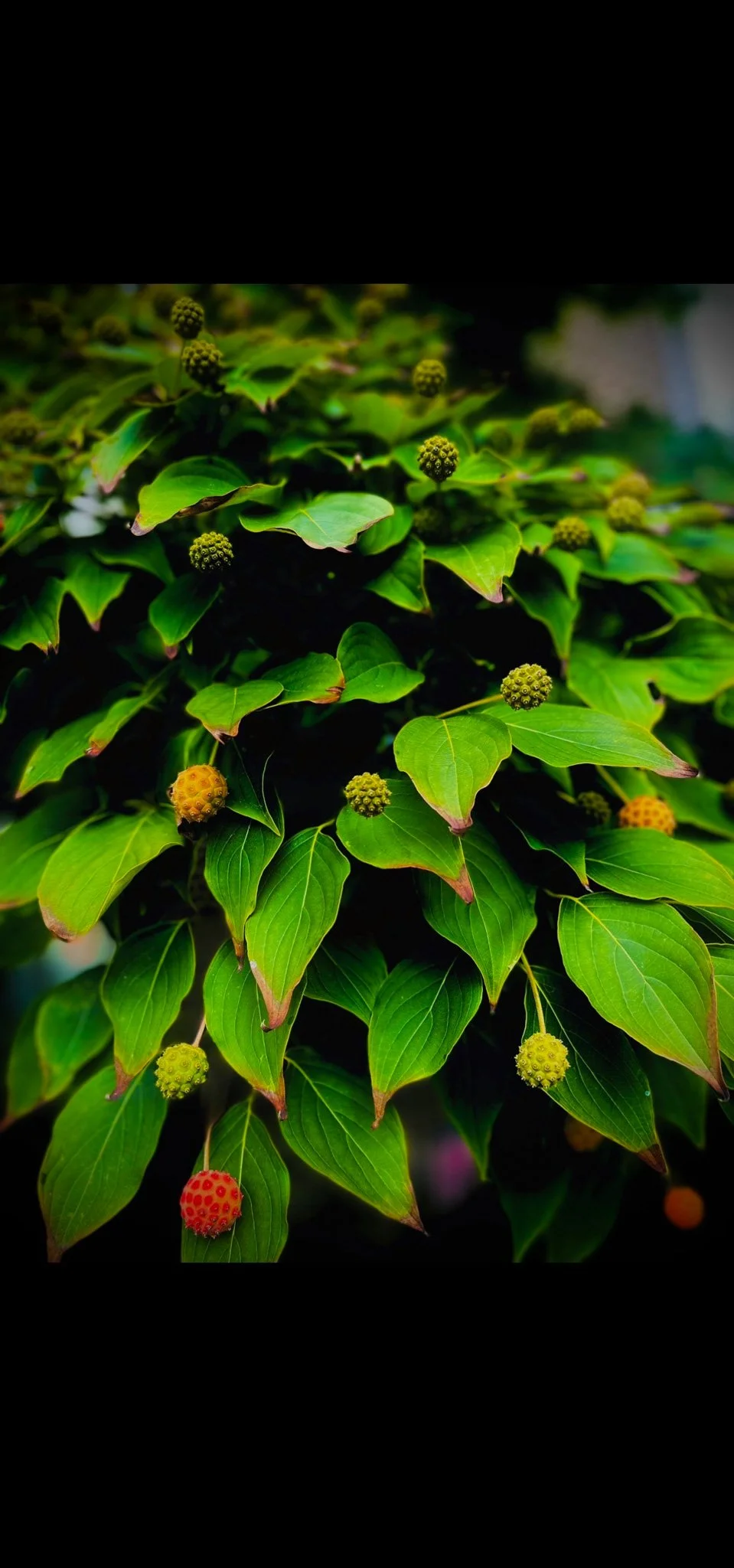 Green leafy plant close up.