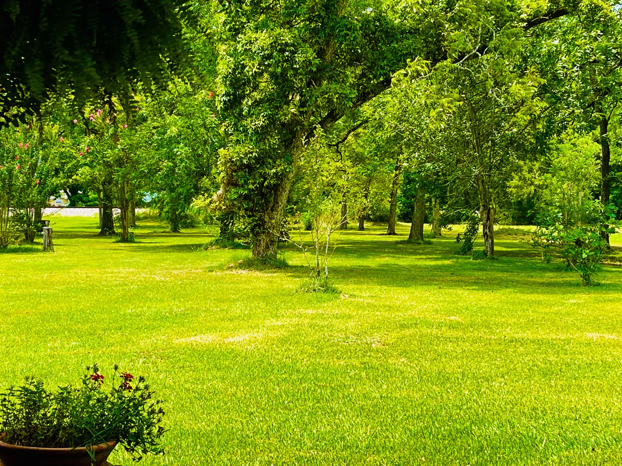 A lush green park scene (my Alabama back yard).