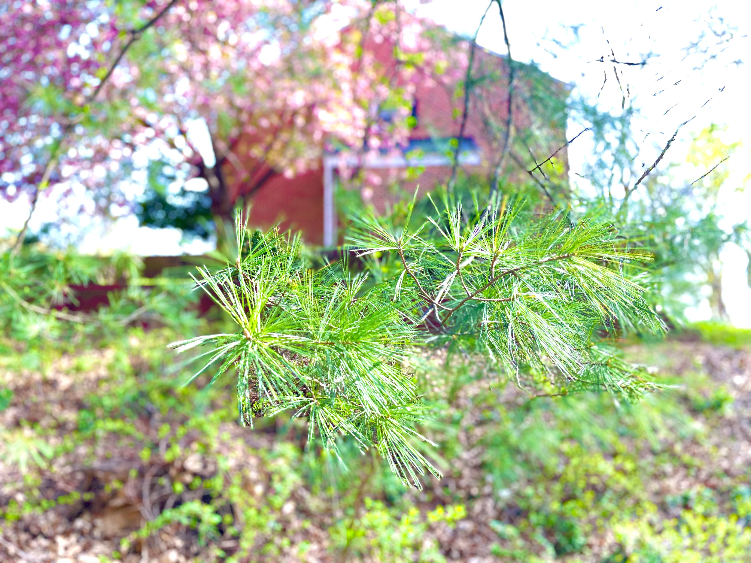 Close-up of green pine tree branches 
