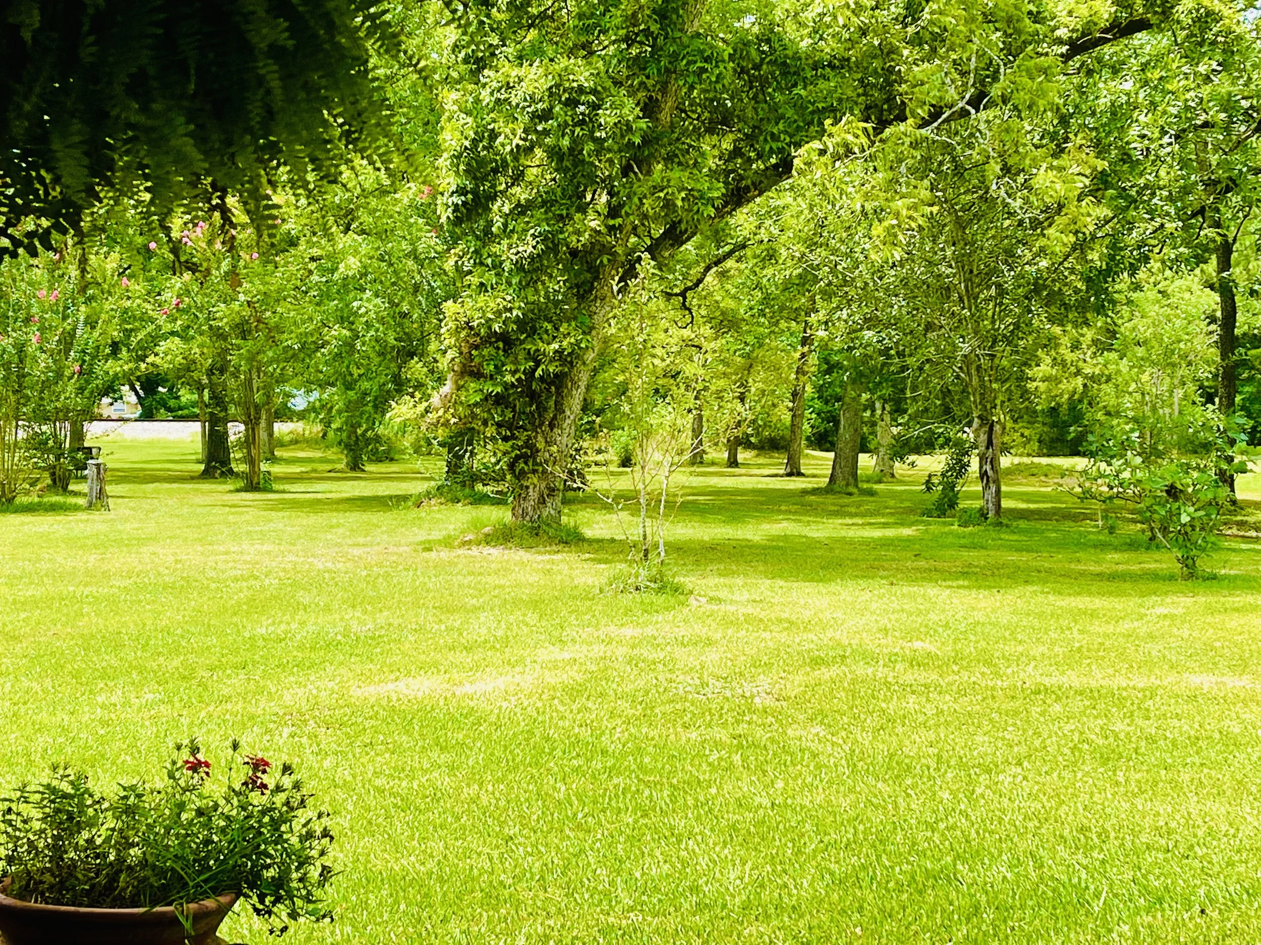 A lush green park with multiple trees and well-maintained grass, some potted plants, and benches in the background under a sunny sky.
