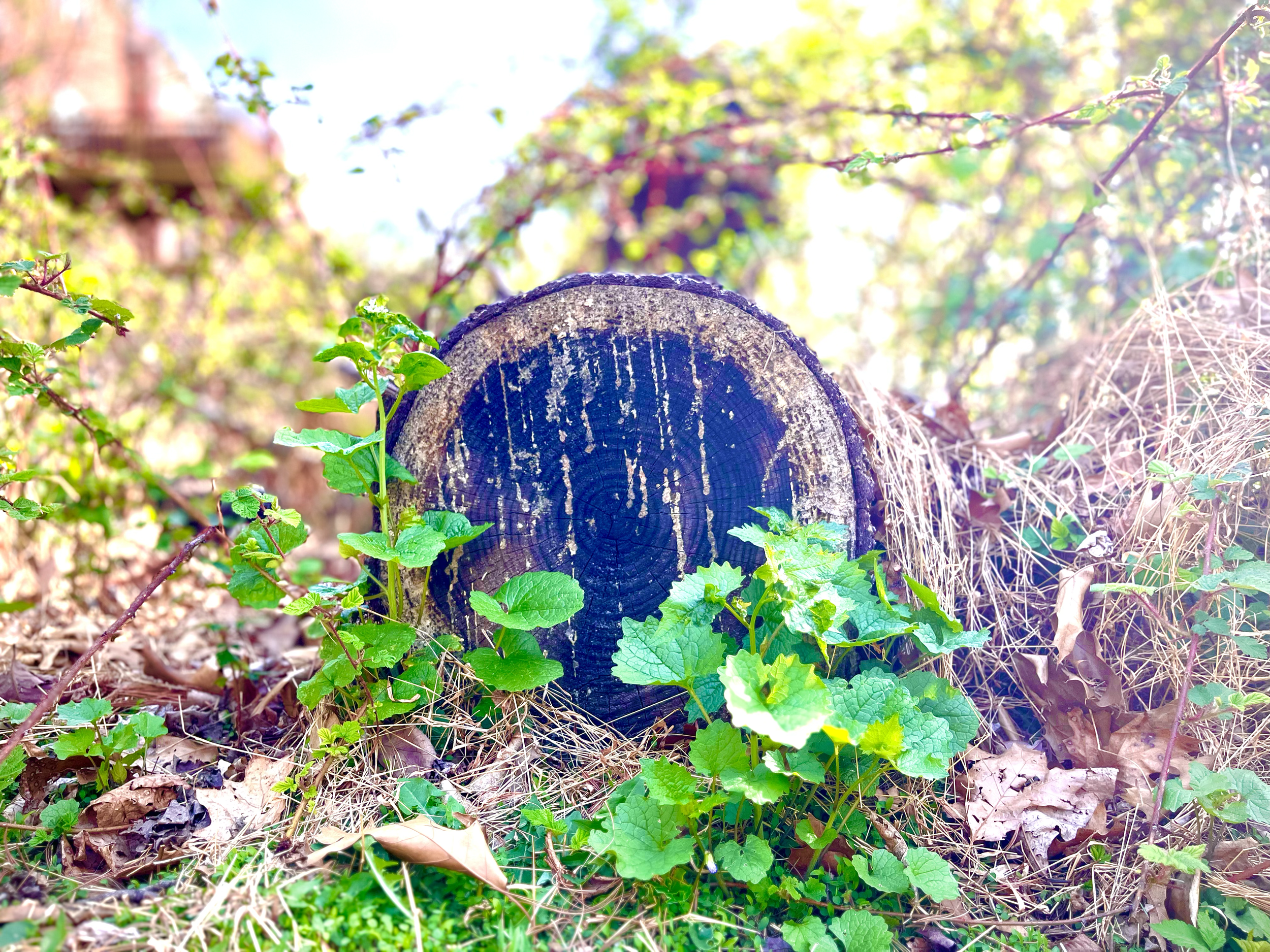 Close-up of a tree stump.