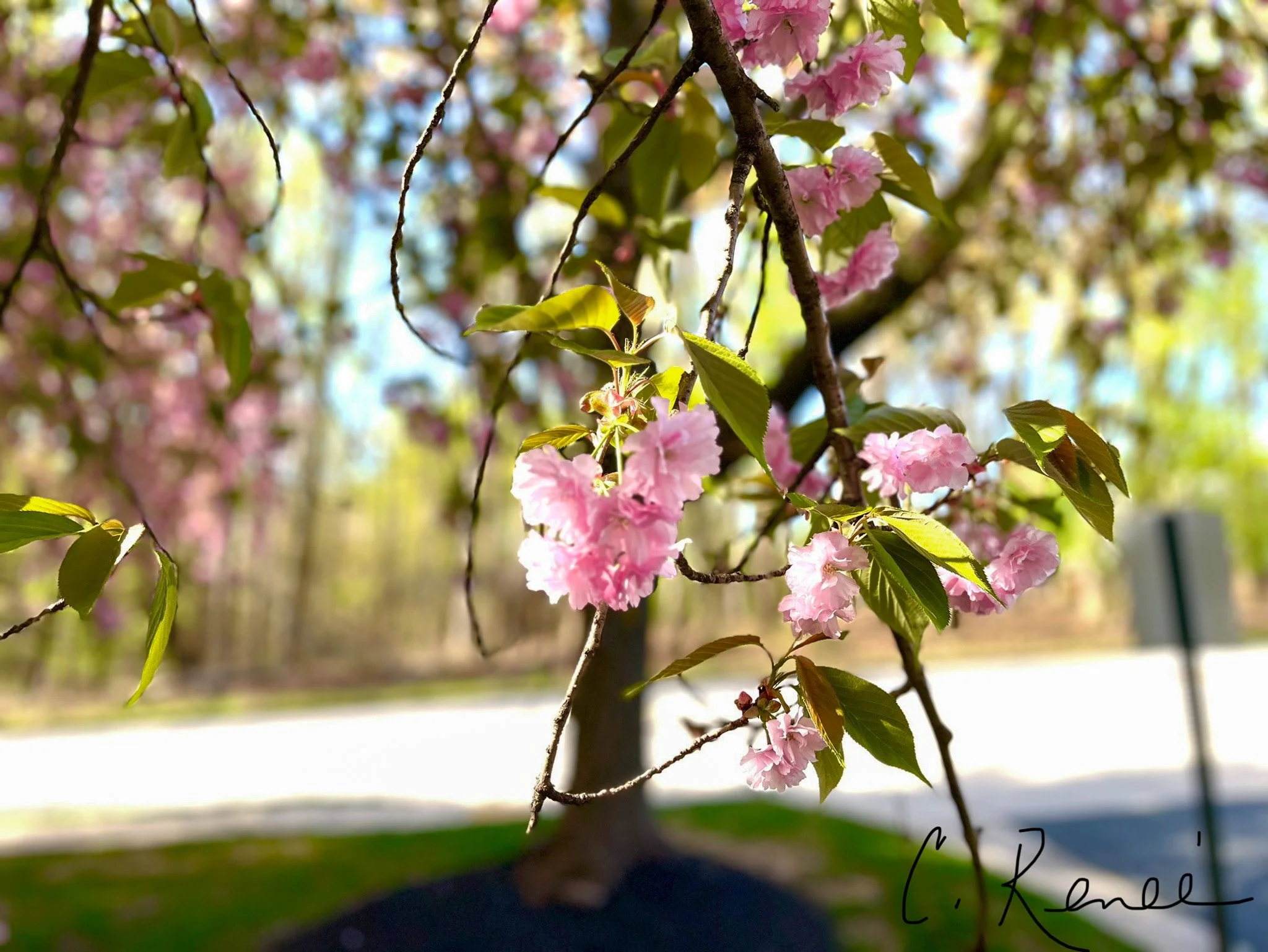 Pink Cherry Blossoms 