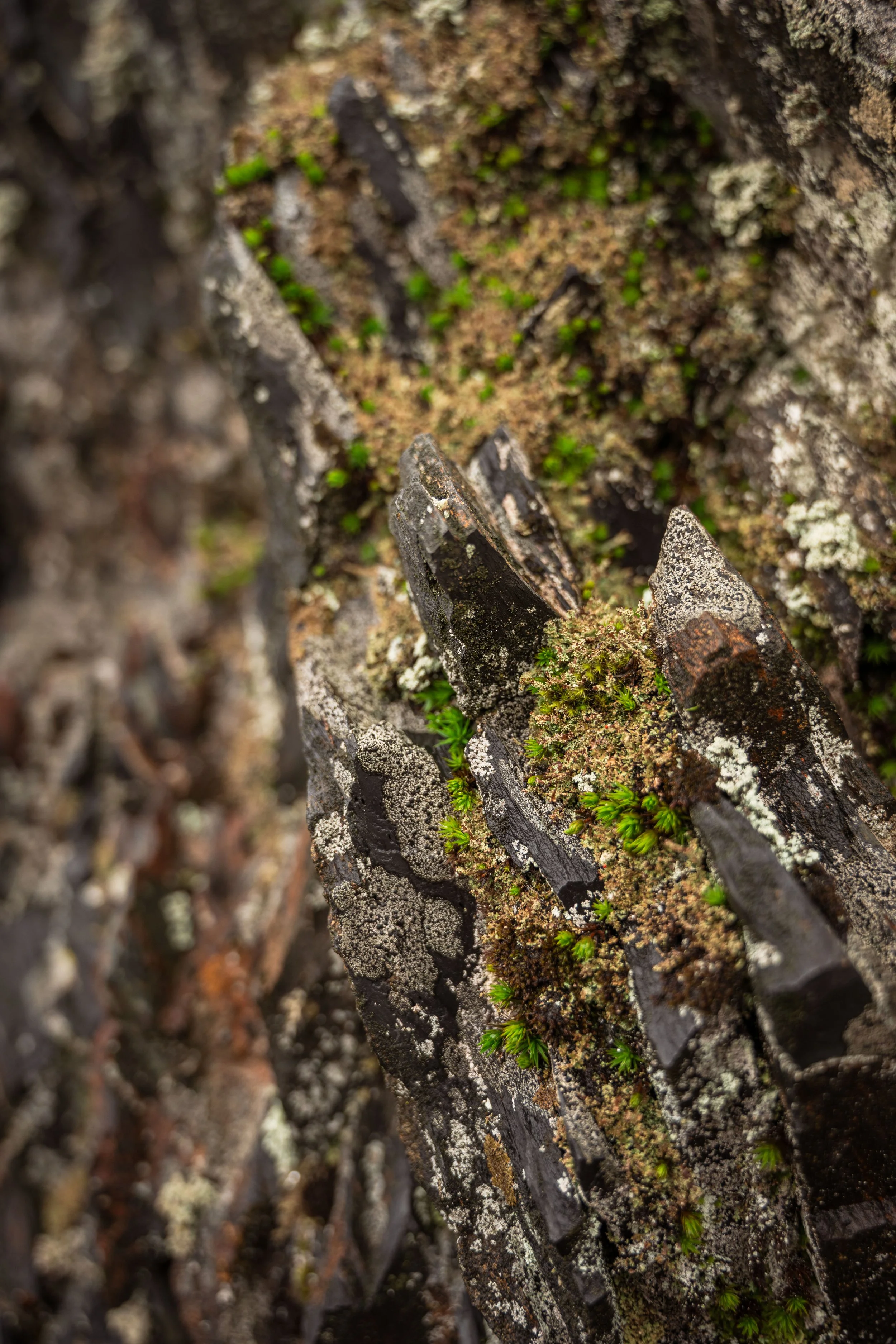 Close-up of a tree trunk with dark, textured bark covered in green moss and lichen.
