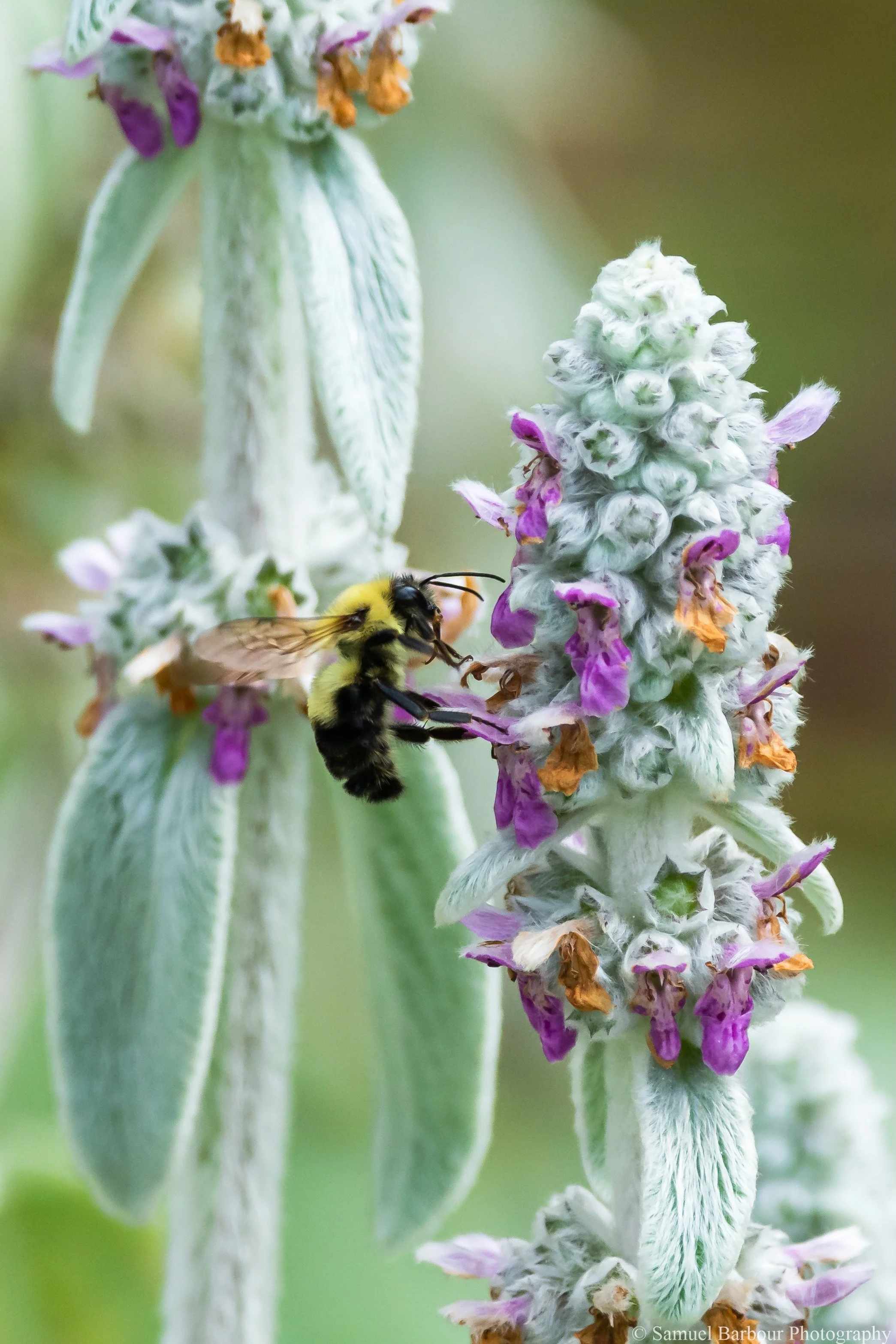 Close-up of a bee collecting nectar from a violet and white flower with a fuzzy green stem.