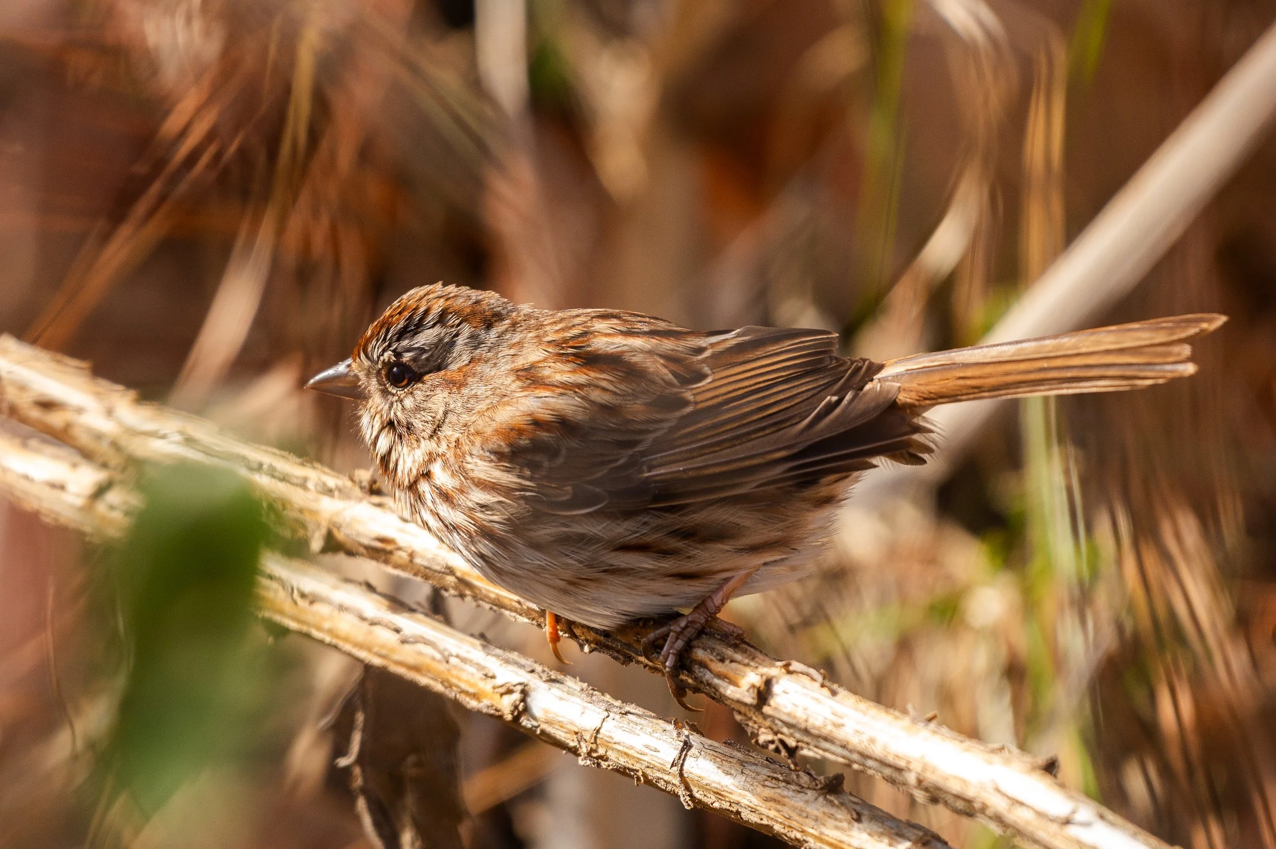 A small brown bird with streaked feathers perched on a dry branch in a natural setting.