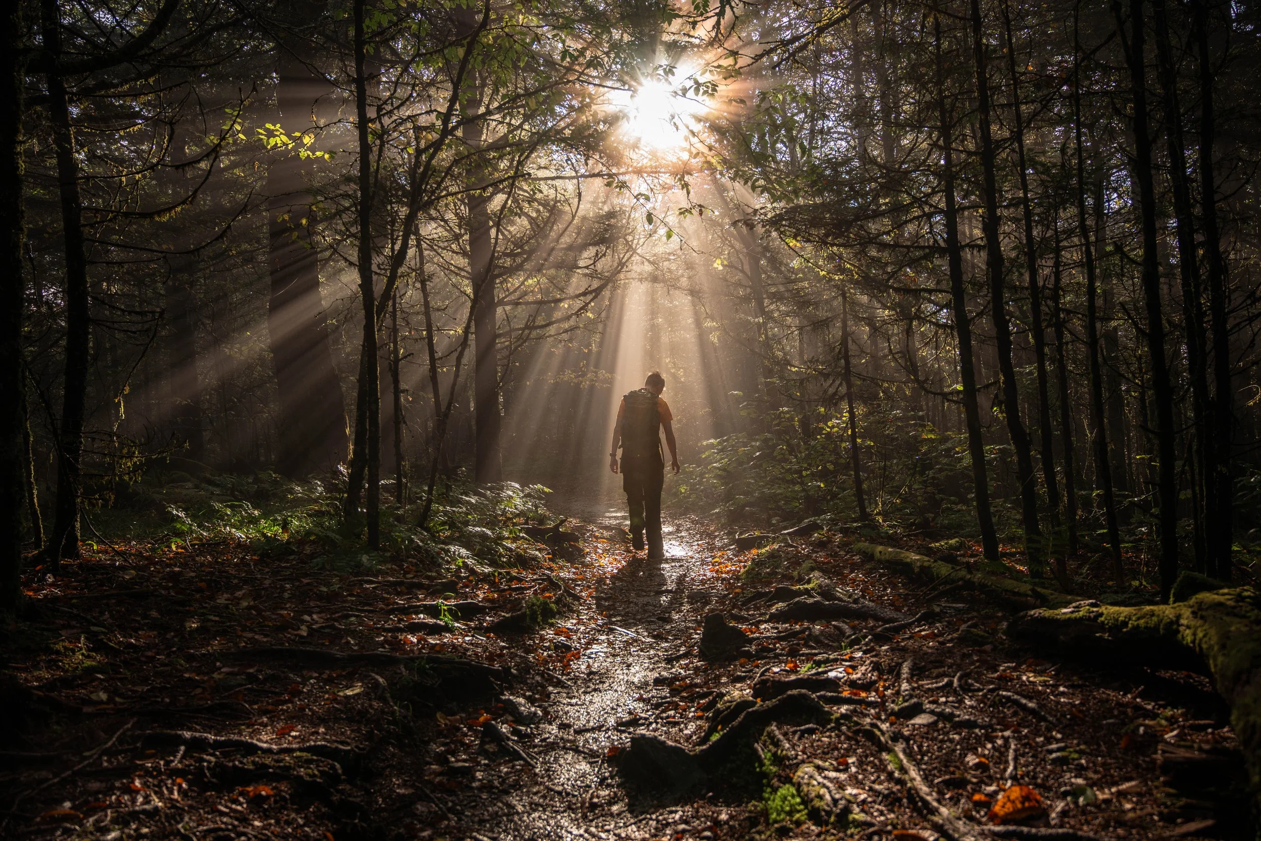 A person walking through a forest with sunlight streaming through trees.