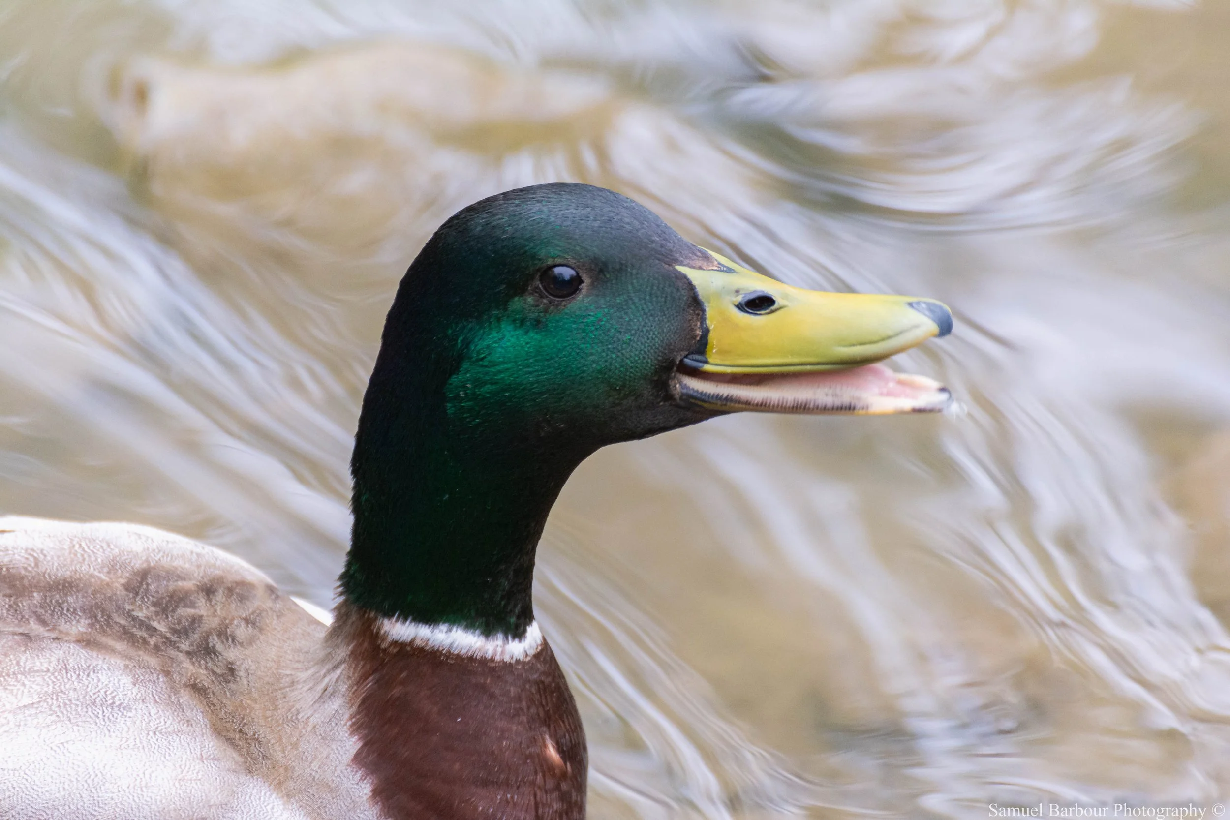 Close-up of a male mallard duck swimming in water, showing its green head, yellow bill, and brown chest.