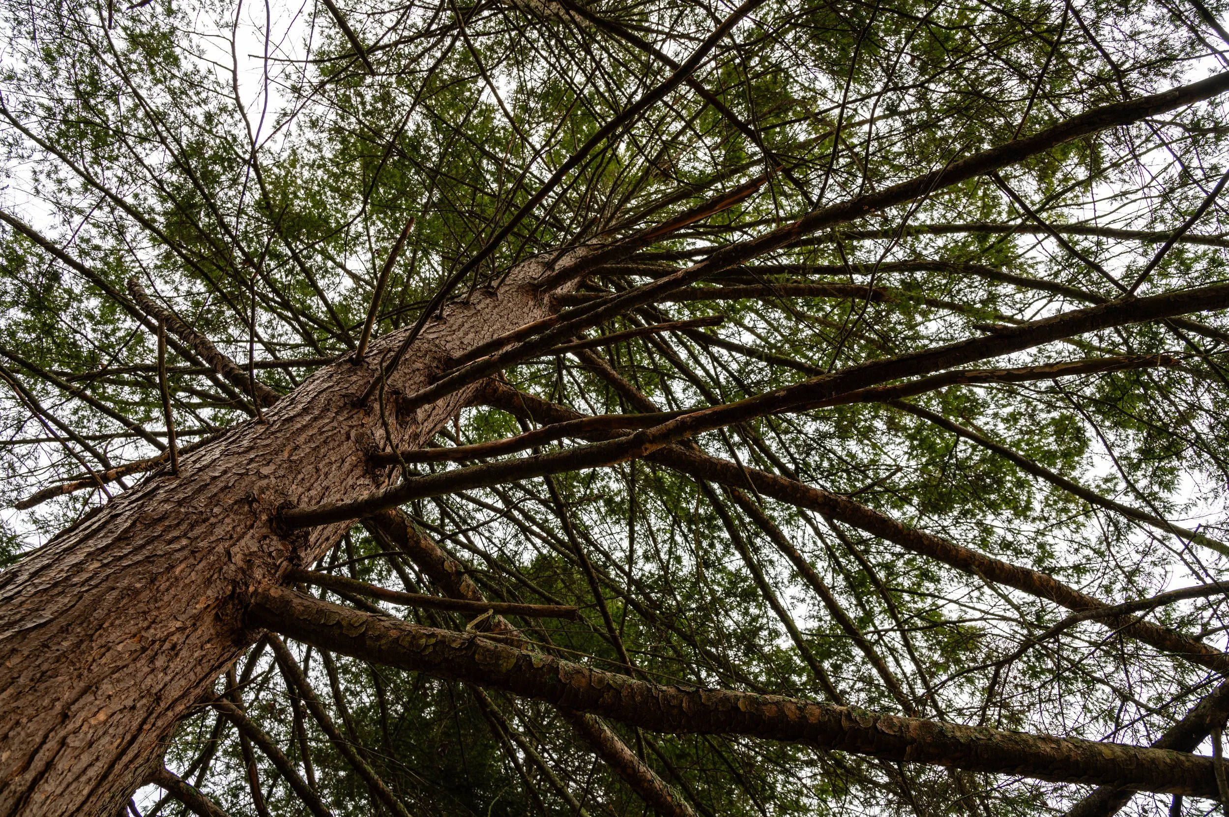Looking up at a tall tree with textured bark, dense branches, and green leaves against a cloudy sky.