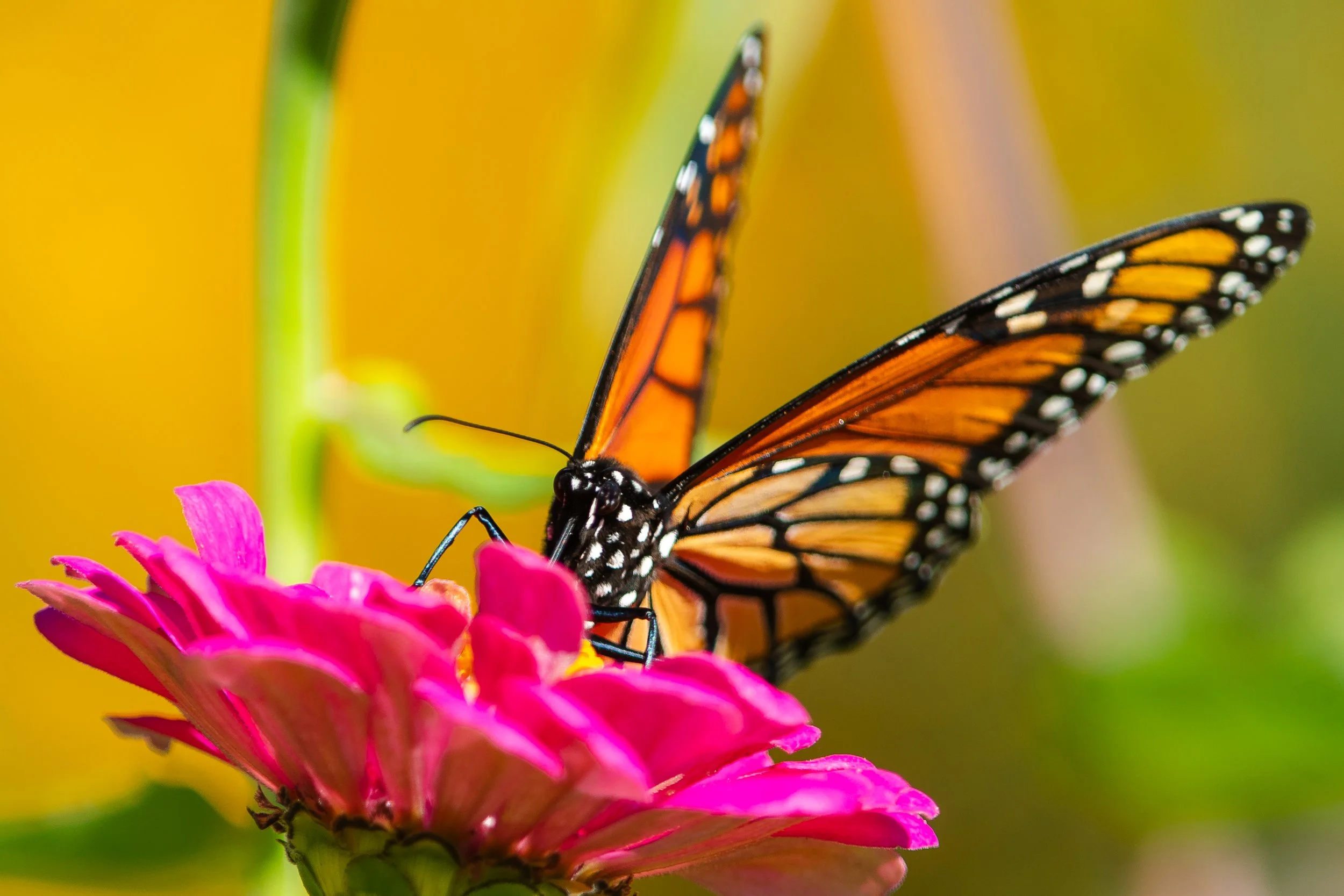 A monarch butterfly perched on a pink flower with a yellow background.