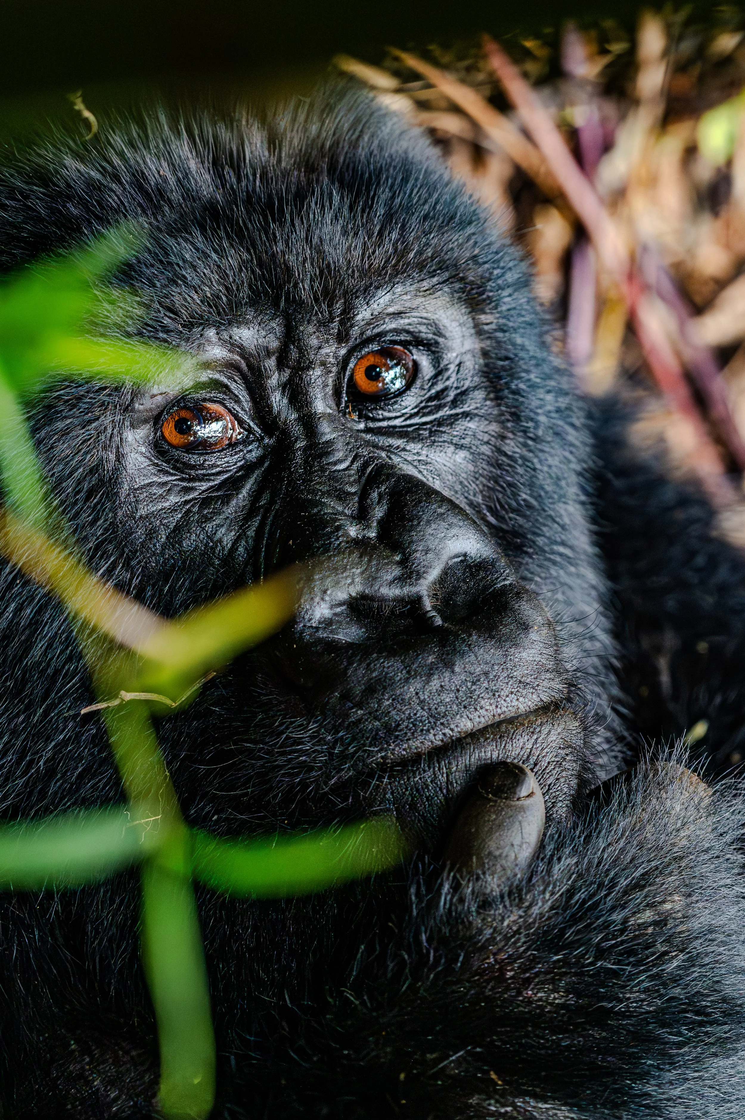 Close-up of a young gorilla lying among green plants and brown leaves, looking directly with expressive eyes.