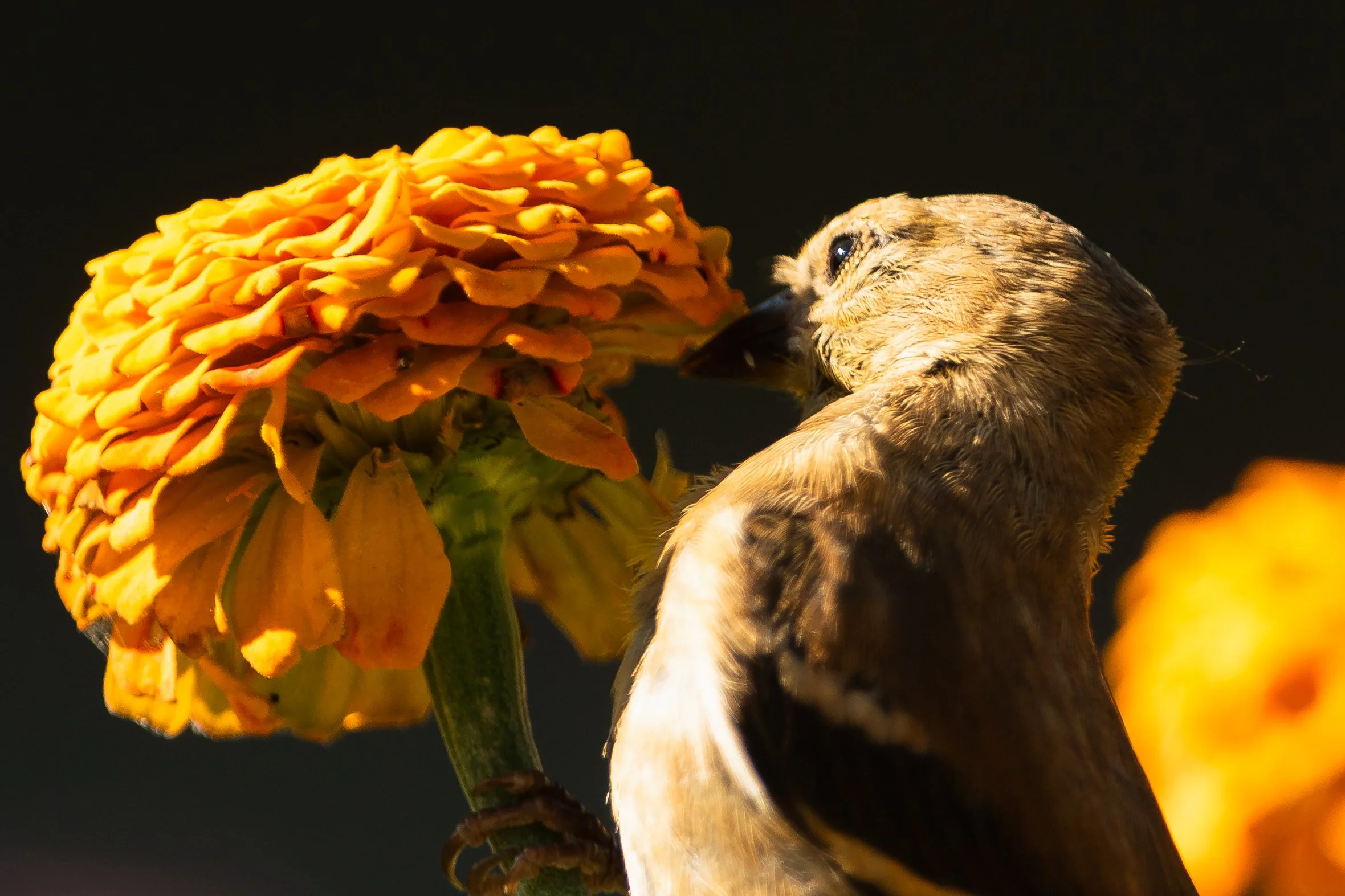 Close-up of a sparrow feeding on a yellow-orange flower against a dark background.