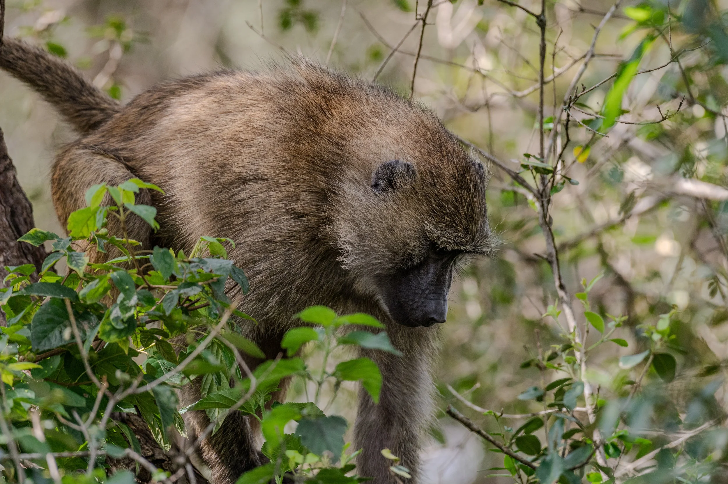 A baboon climbing on a tree branch surrounded by green leaves.