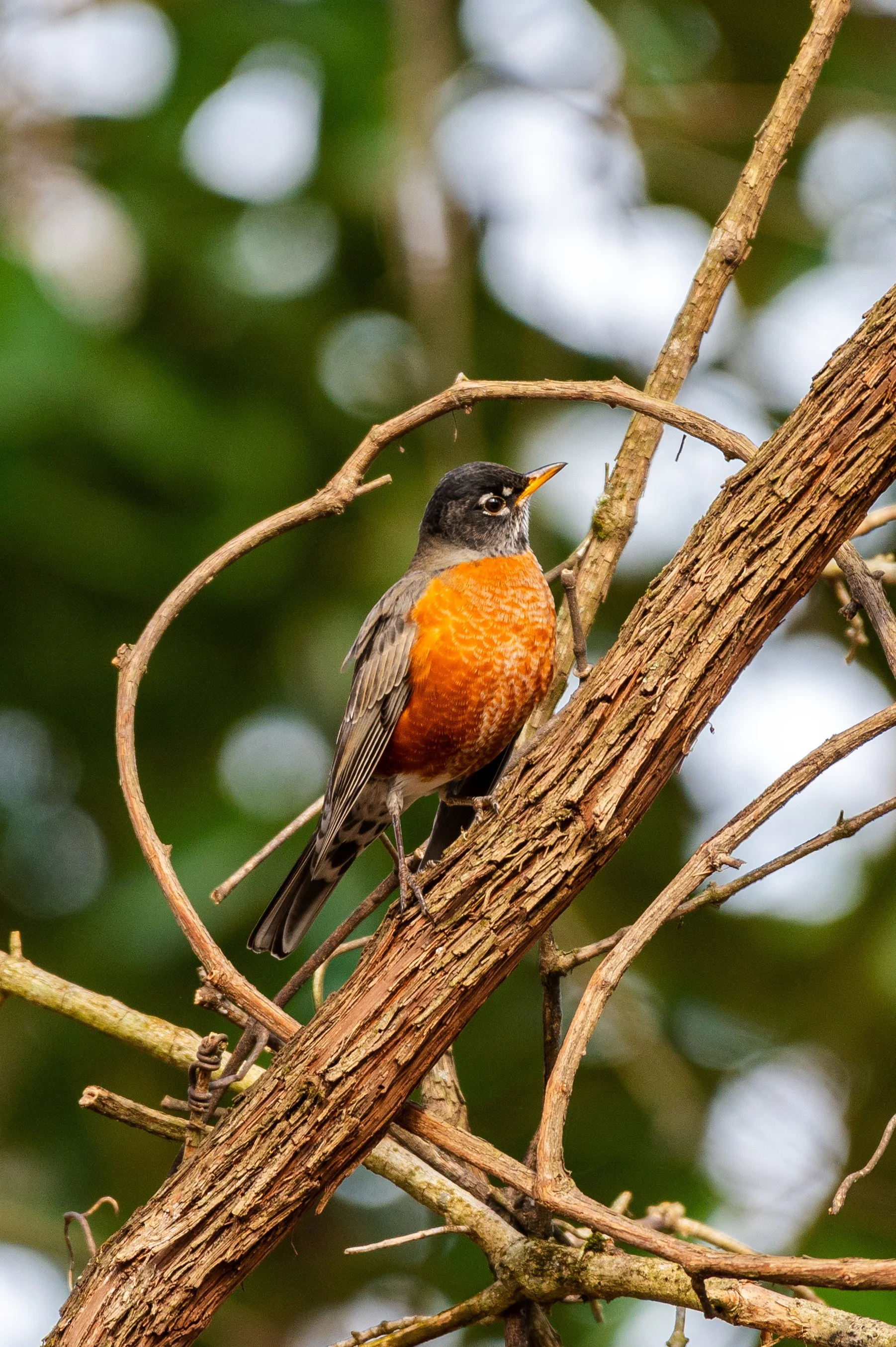 A colorful bird with an orange breast, black head, and gray wings perched on a tree branch.
