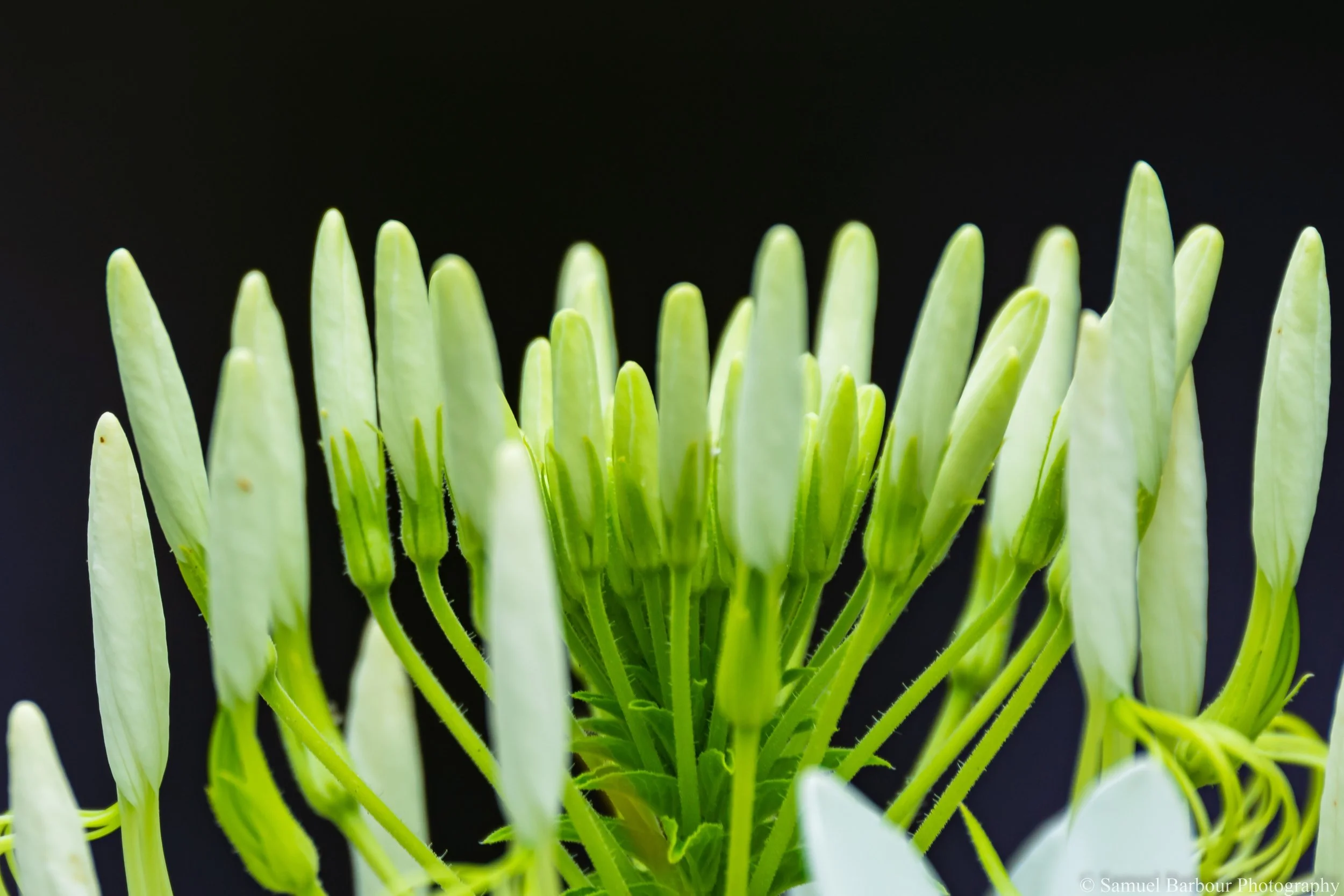 Close-up of green flower buds on a plant against a dark background.