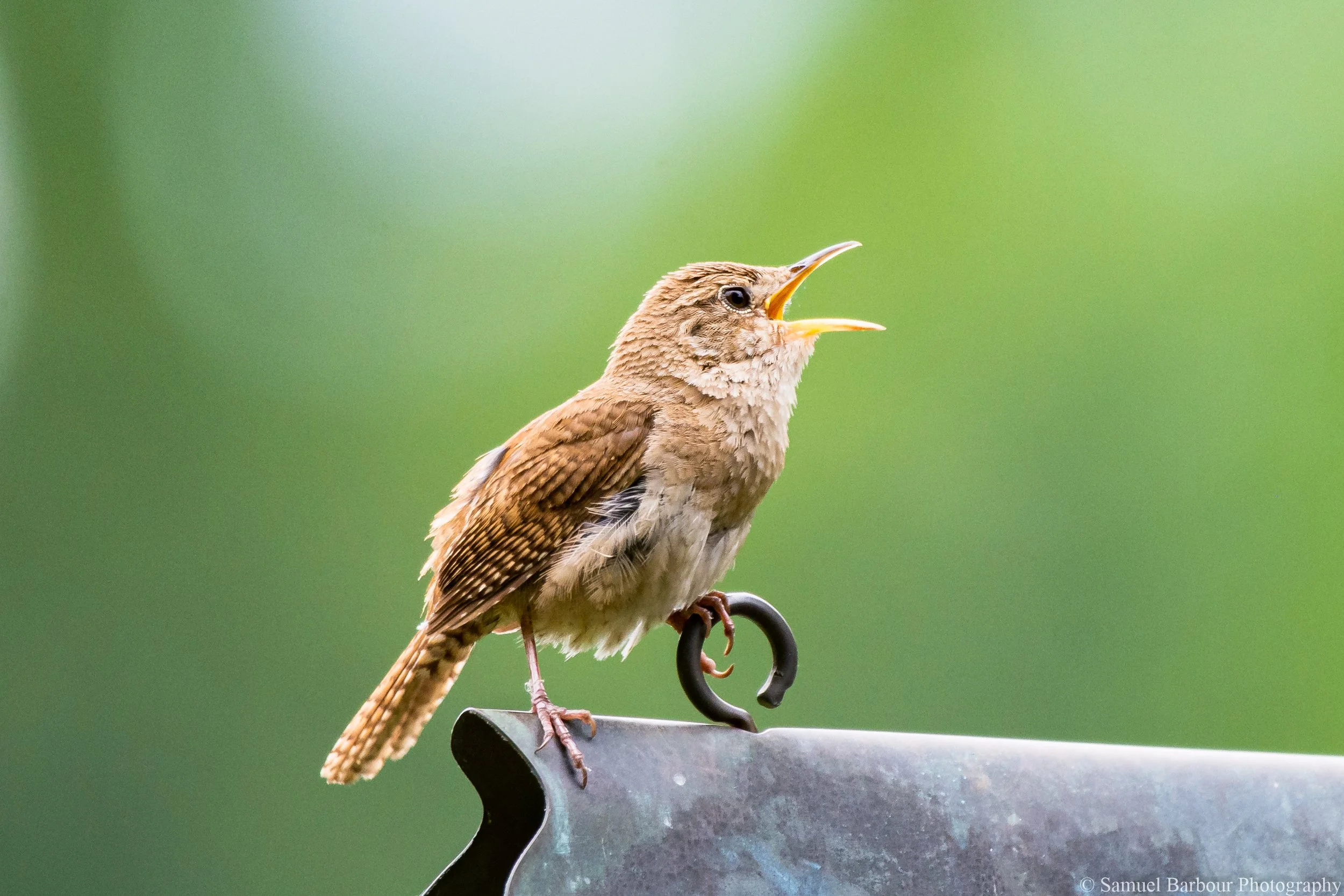 A small brown bird perched on a metal surface with a hook, singing with its beak open, against a blurred green background.