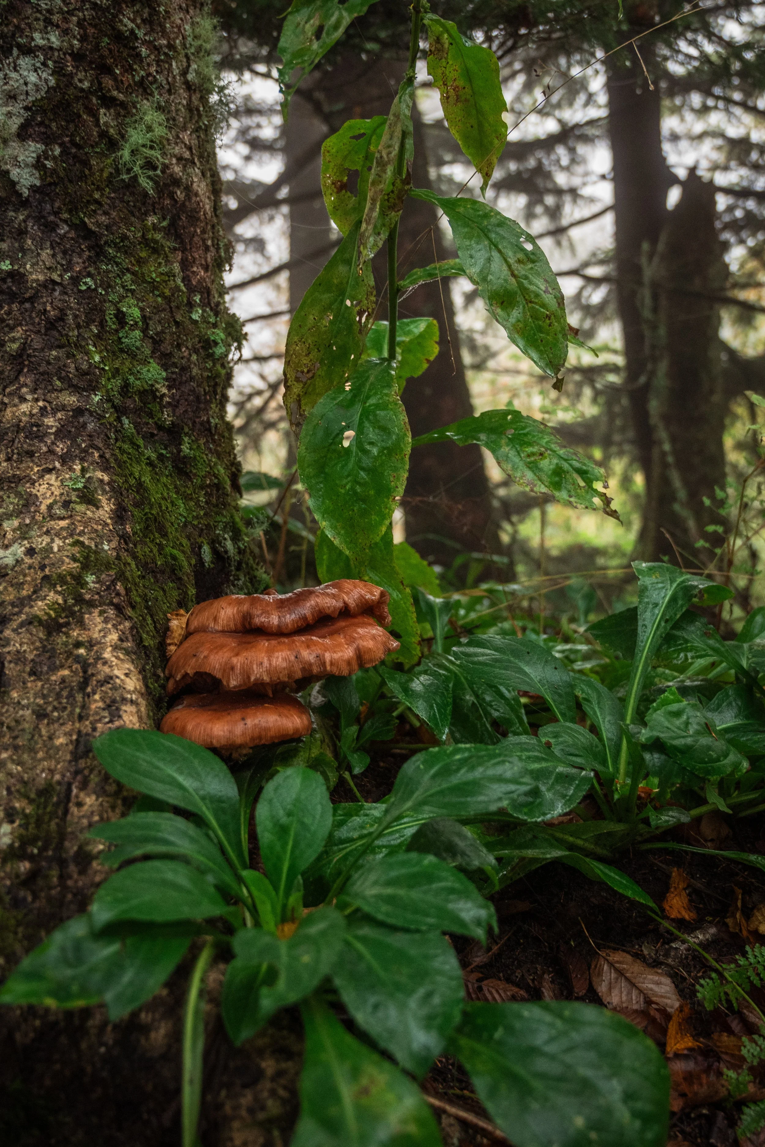 Brown shelf fungi growing on the base of a tree in a dense forest with green foliage.