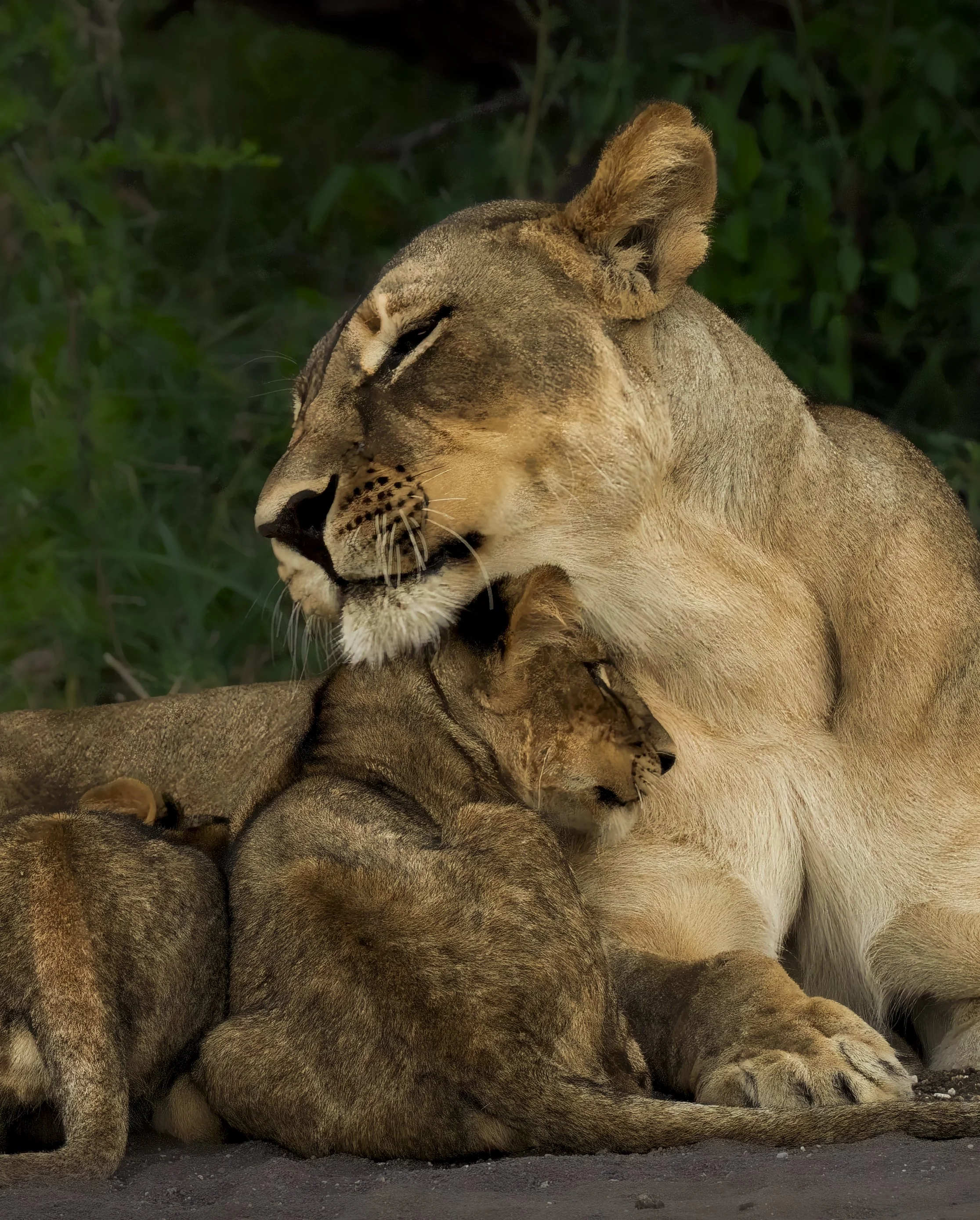 Lion&Cubs_1.0.jpg