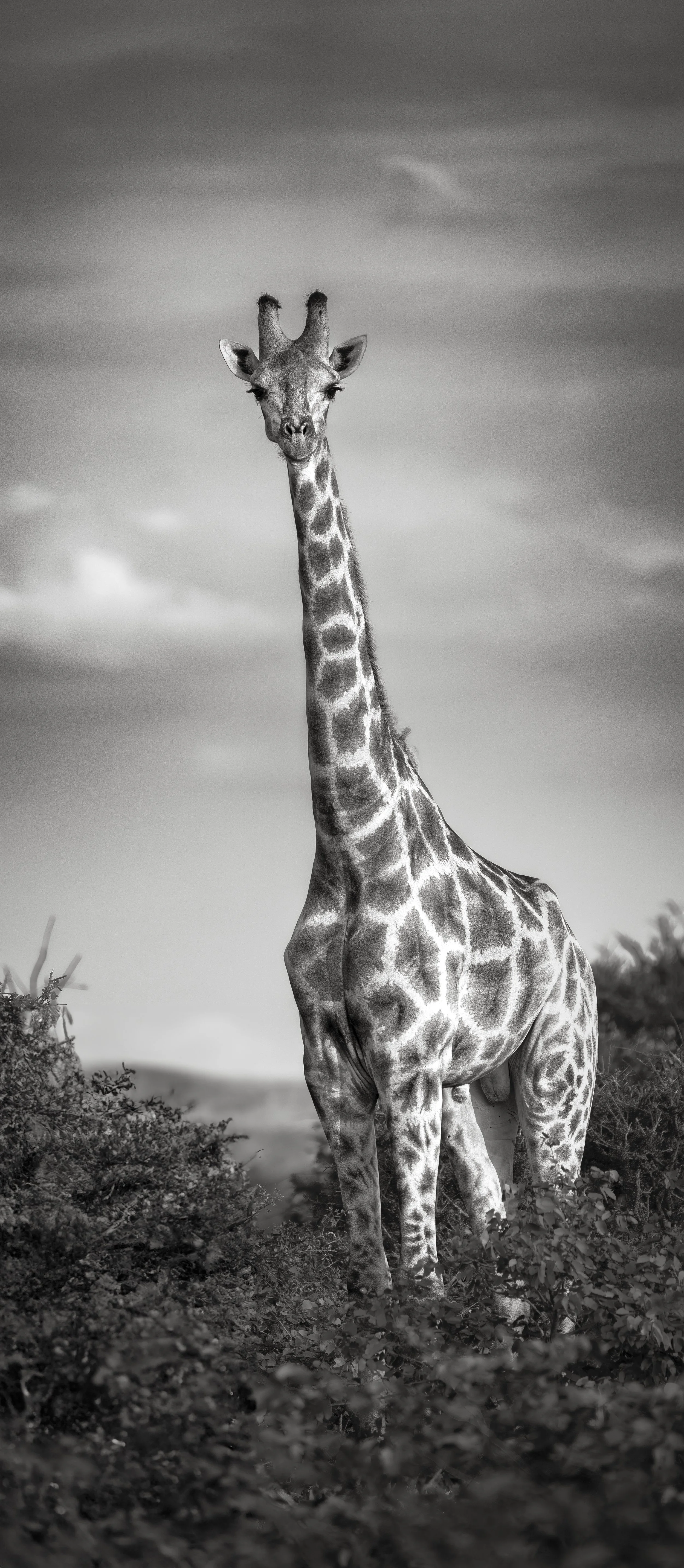 GiraffeVertical_1.1.jpg