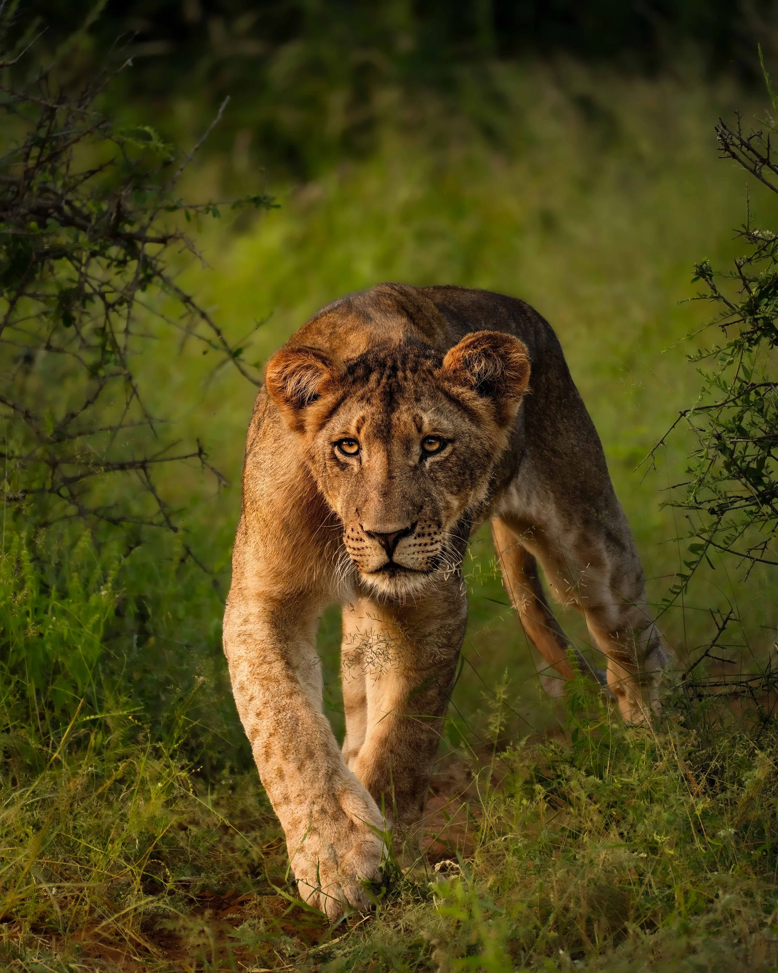 LionessSunset_1.2.jpg