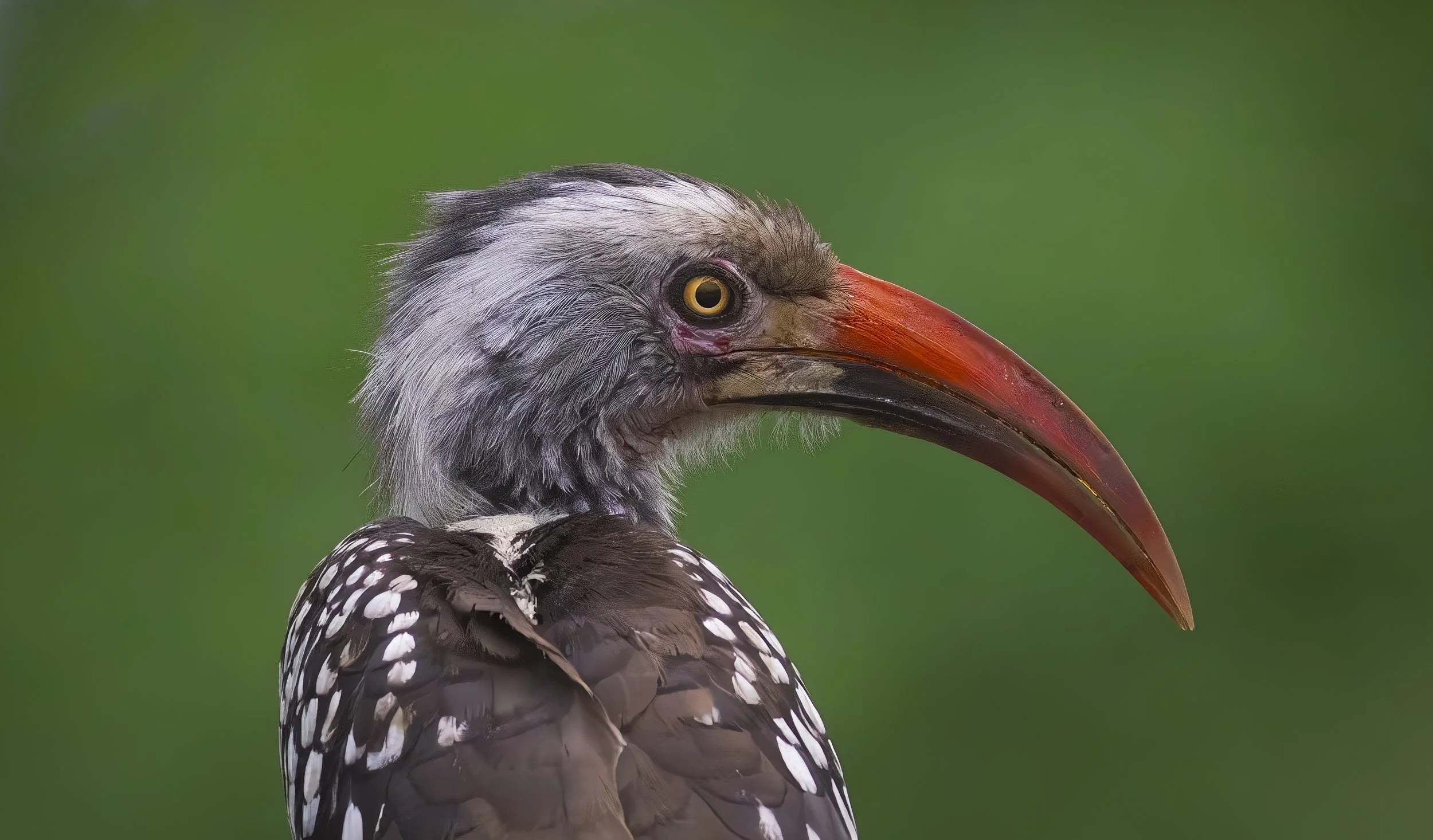 Hornbill_1.0.jpg