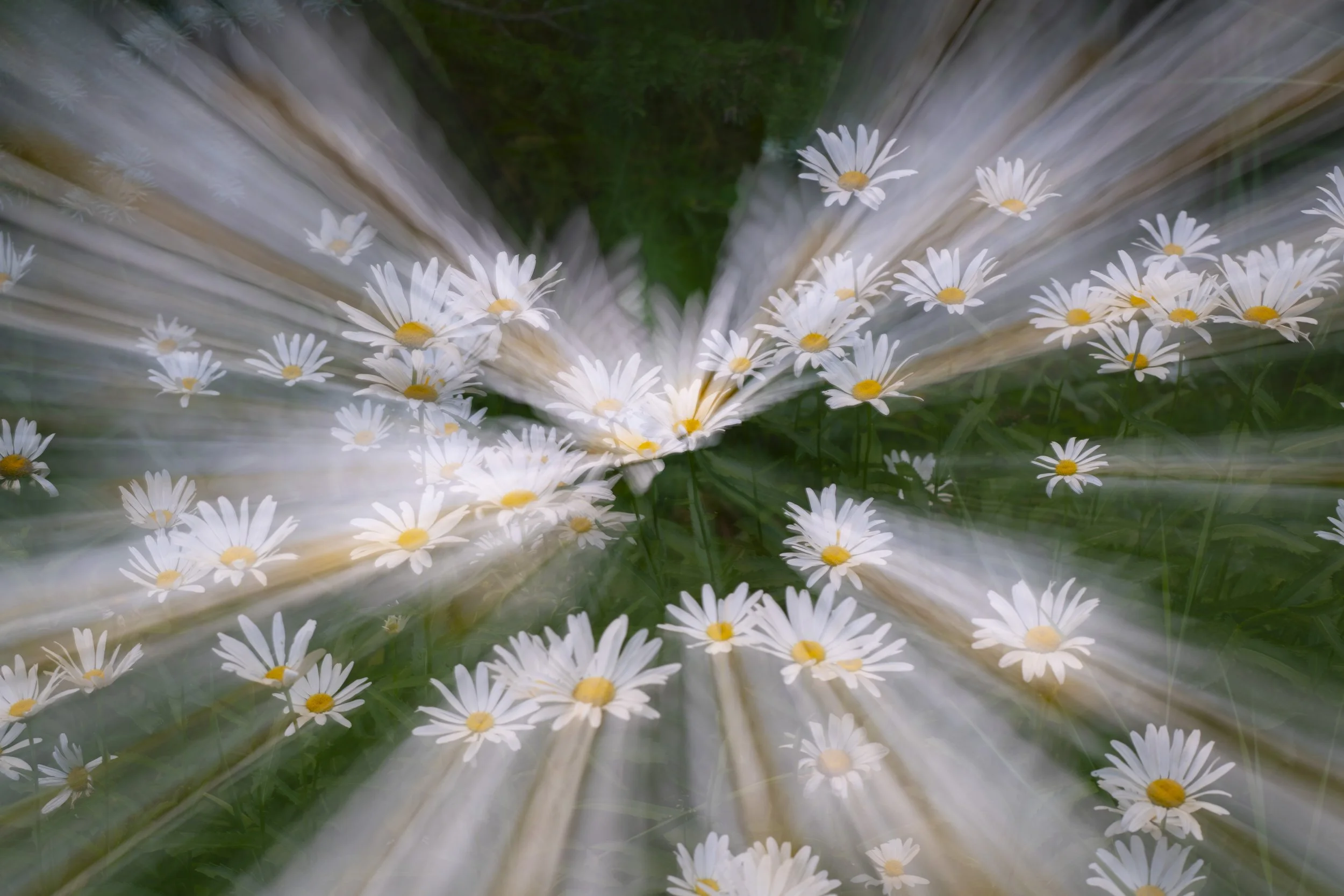 DaisyAbstract_1.0.jpg
